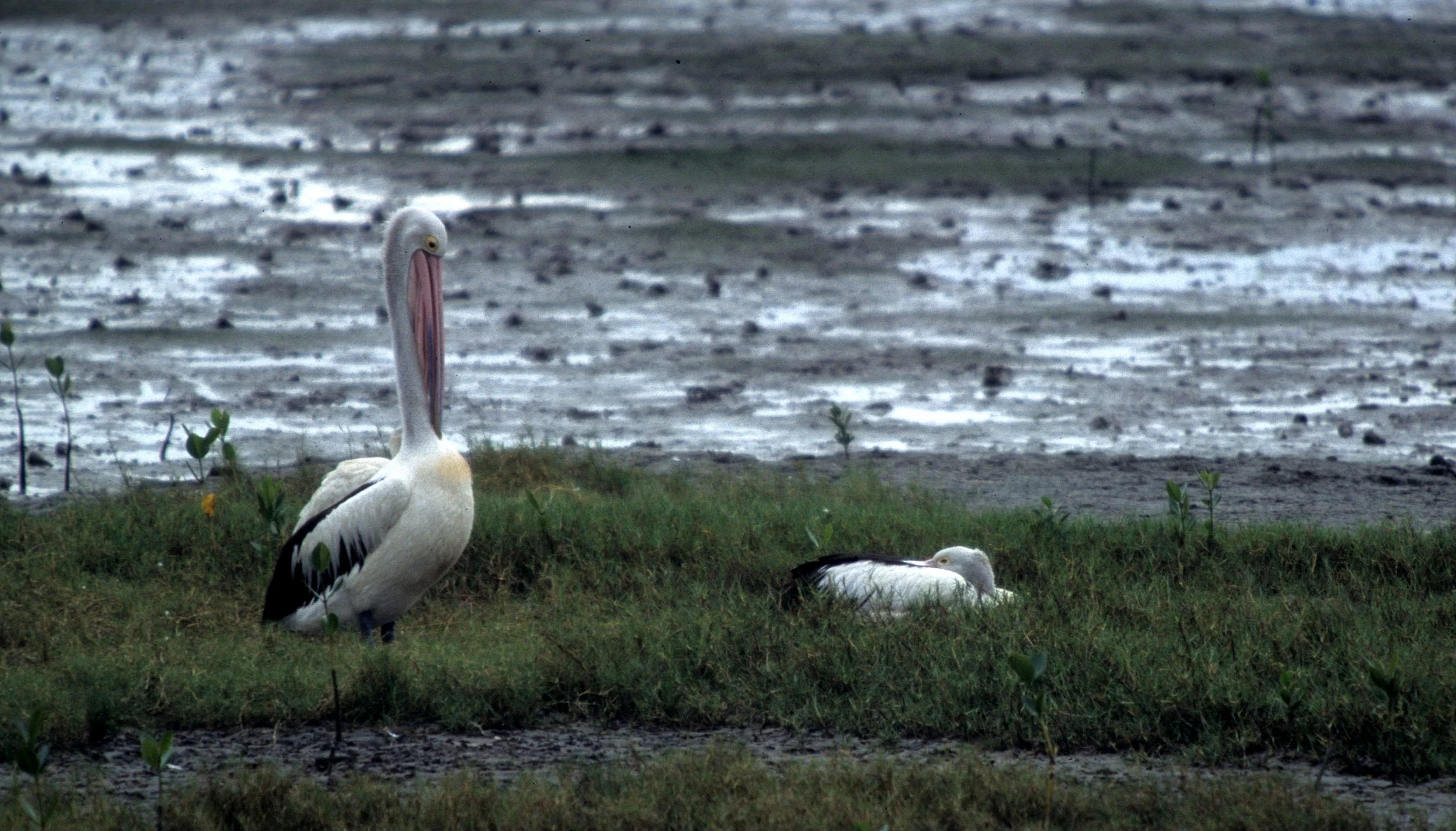 BIRD - PELICAN - AUSTRALIAN PELICAN - CAIRNES HARBOR B.jpg