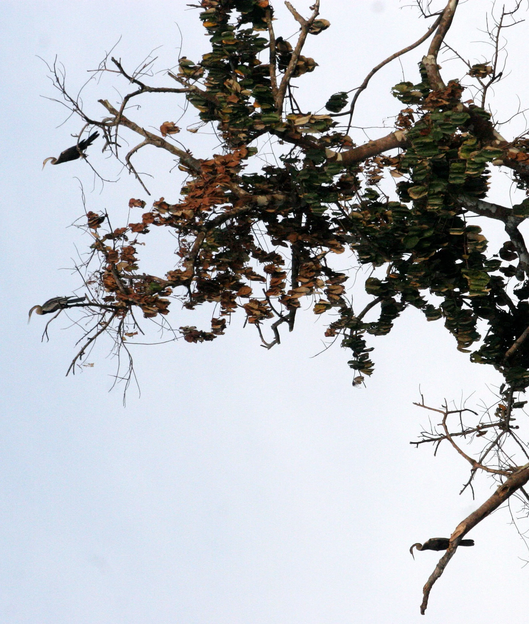 BIRD - ORIENTAL DARTER - KINABATANGAN RIVER BORNEO.JPG