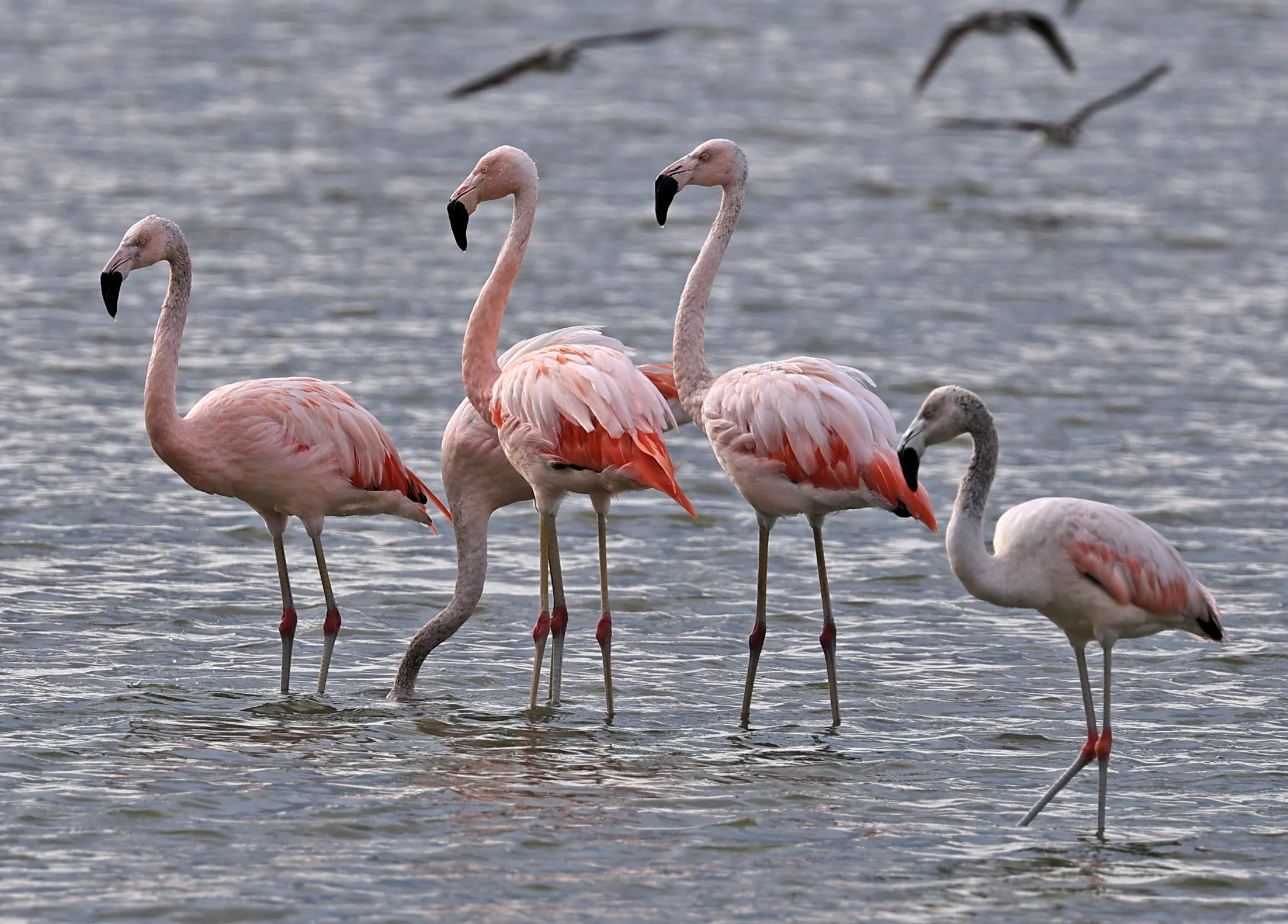 Chilean Flamingo (Phoenicopterus chilensis) Chaco Lodge & Laguna Salada Paraguay (45).jpg