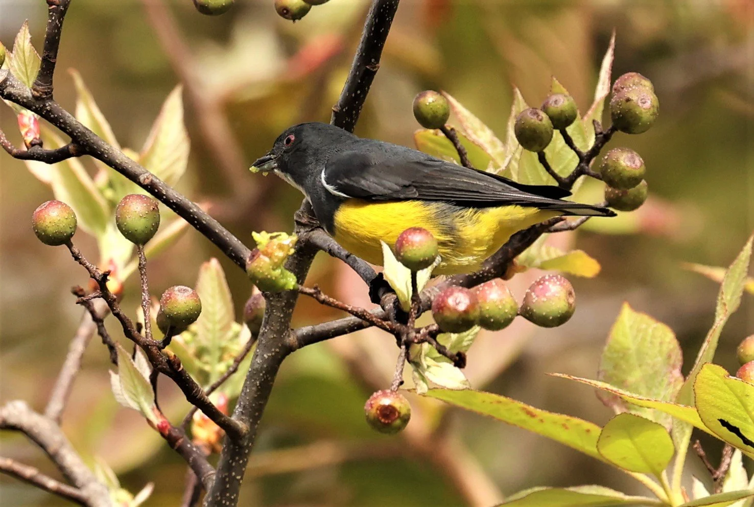 Yellow-bellied Flowerpecker (Dicaeum melanozanthum) Doi Inthanon NP, Chiang Mai
