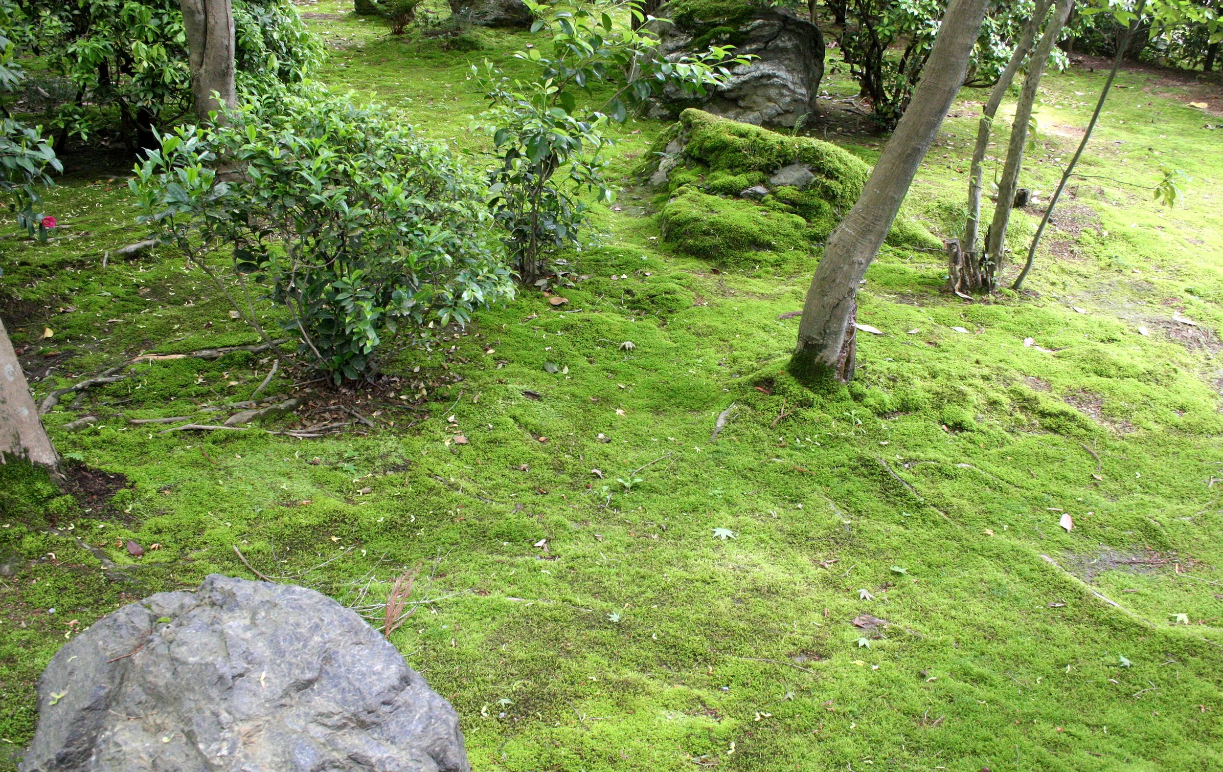 KYOTO - MAY 2009 - RYOANJI MOSS GARDENS (17).JPG