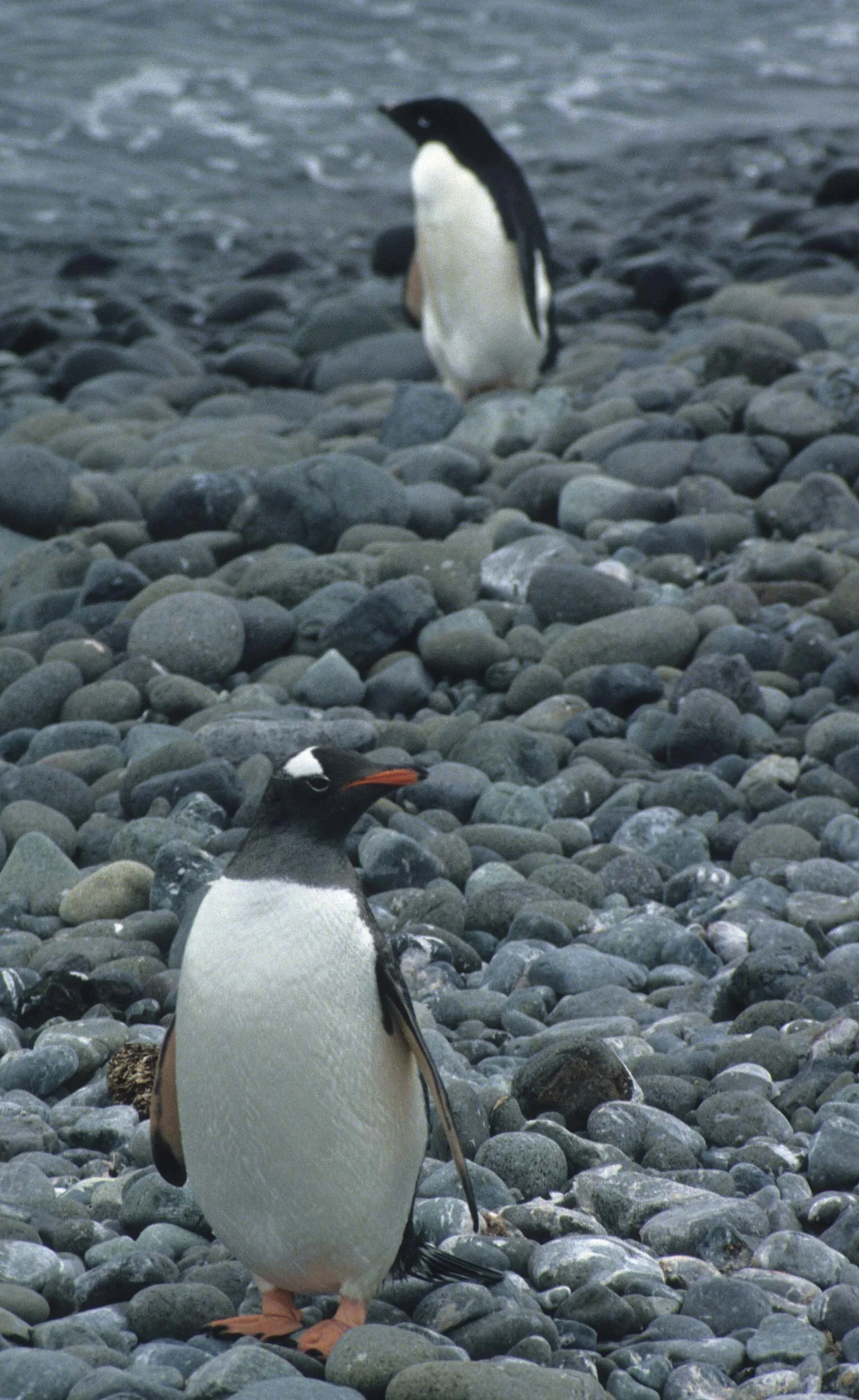 Gentoo Penguin (Pygoscelis papua) Antarctic Peninsula scanned slides 1996 (7).jpg