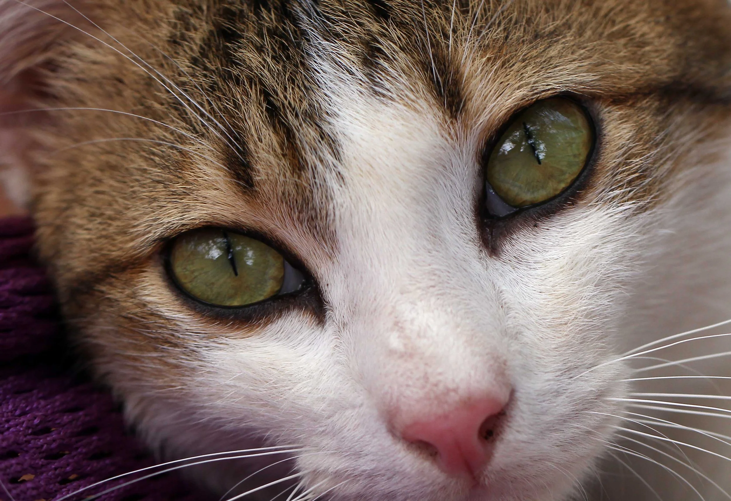 2015 Koh Lanta Songkran with friends from ISB (390).JPG