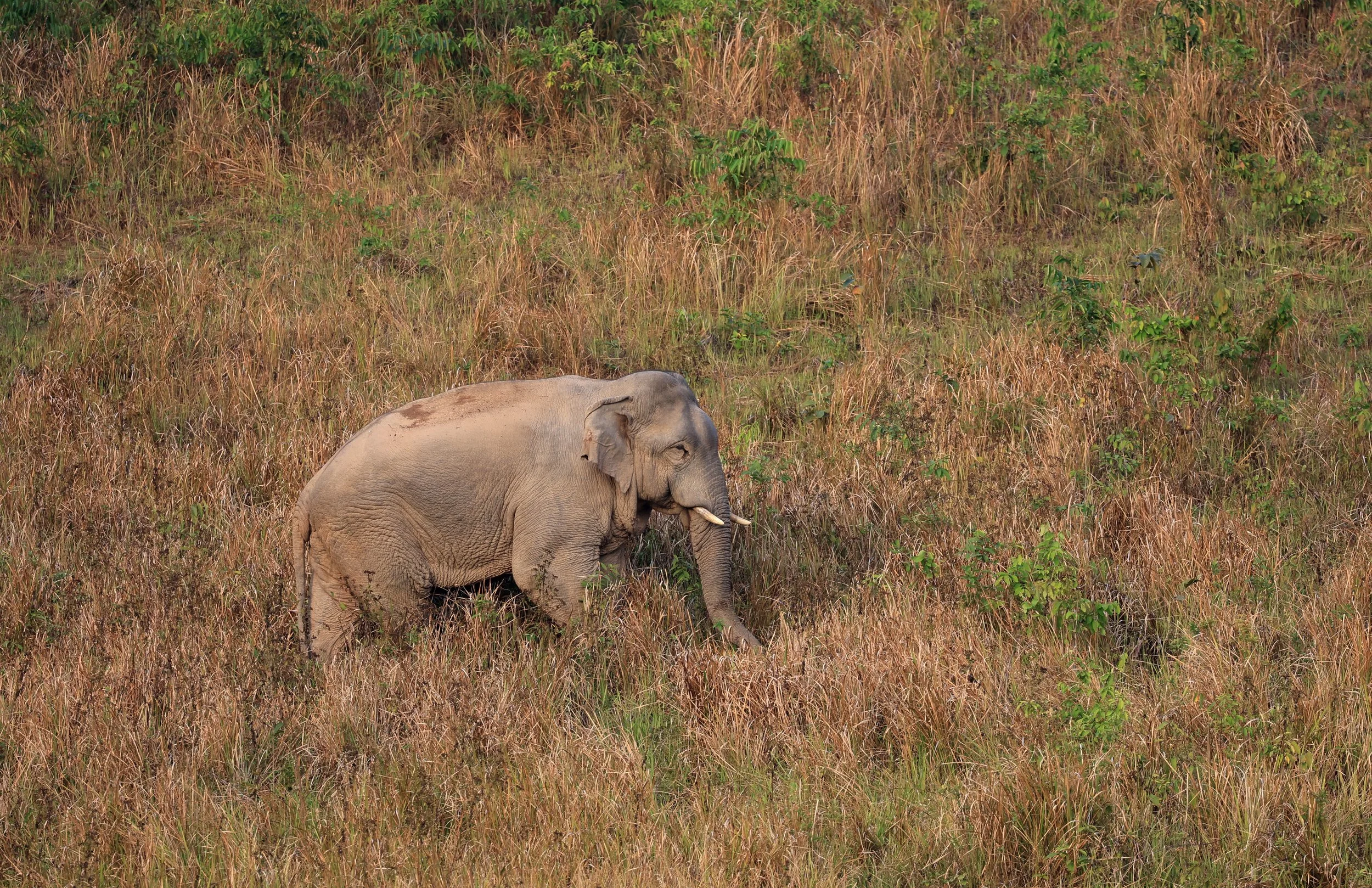 Asian Elephant (Elephas maximus) Khao Yai National Park, Thailand (116).jpg