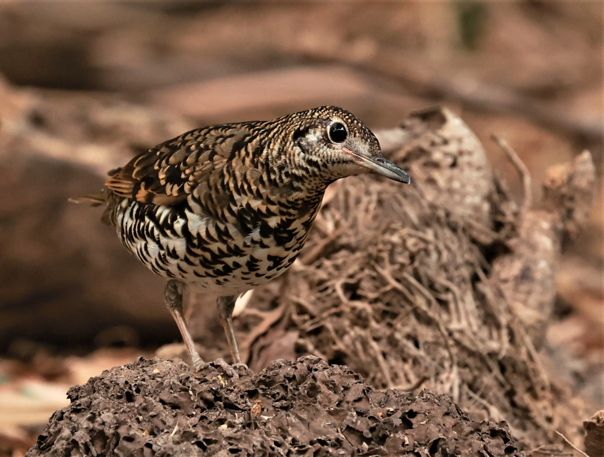 White's Thrush (Zoothera aurea) Putthamonthon Park Nakhon Pathom Thailand (43).jpg