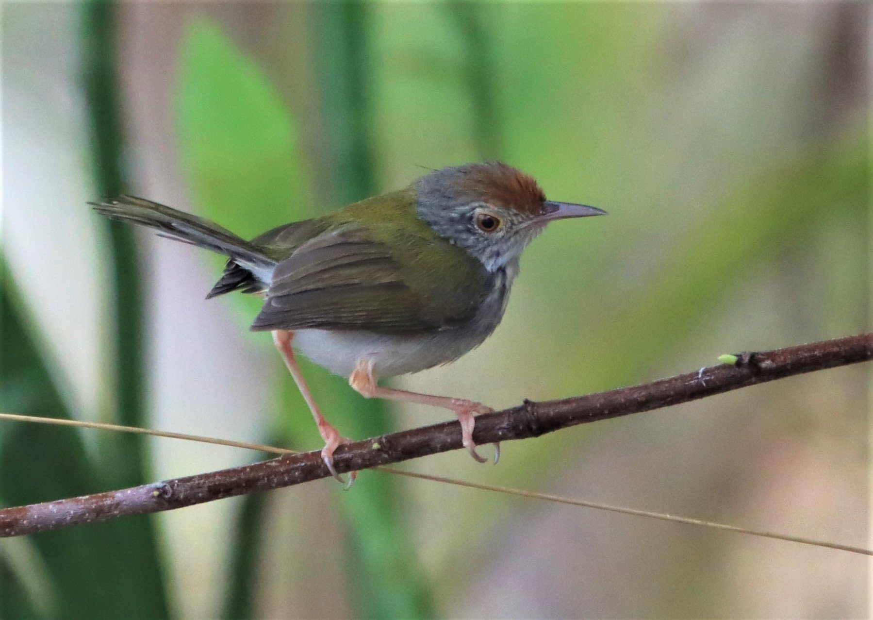 TAILORBIRD - COMMON TAILORBIRD - Orthotomus sutorius - LAEM PAKARAM PHANG NGA PROVINCE (2).jpg
