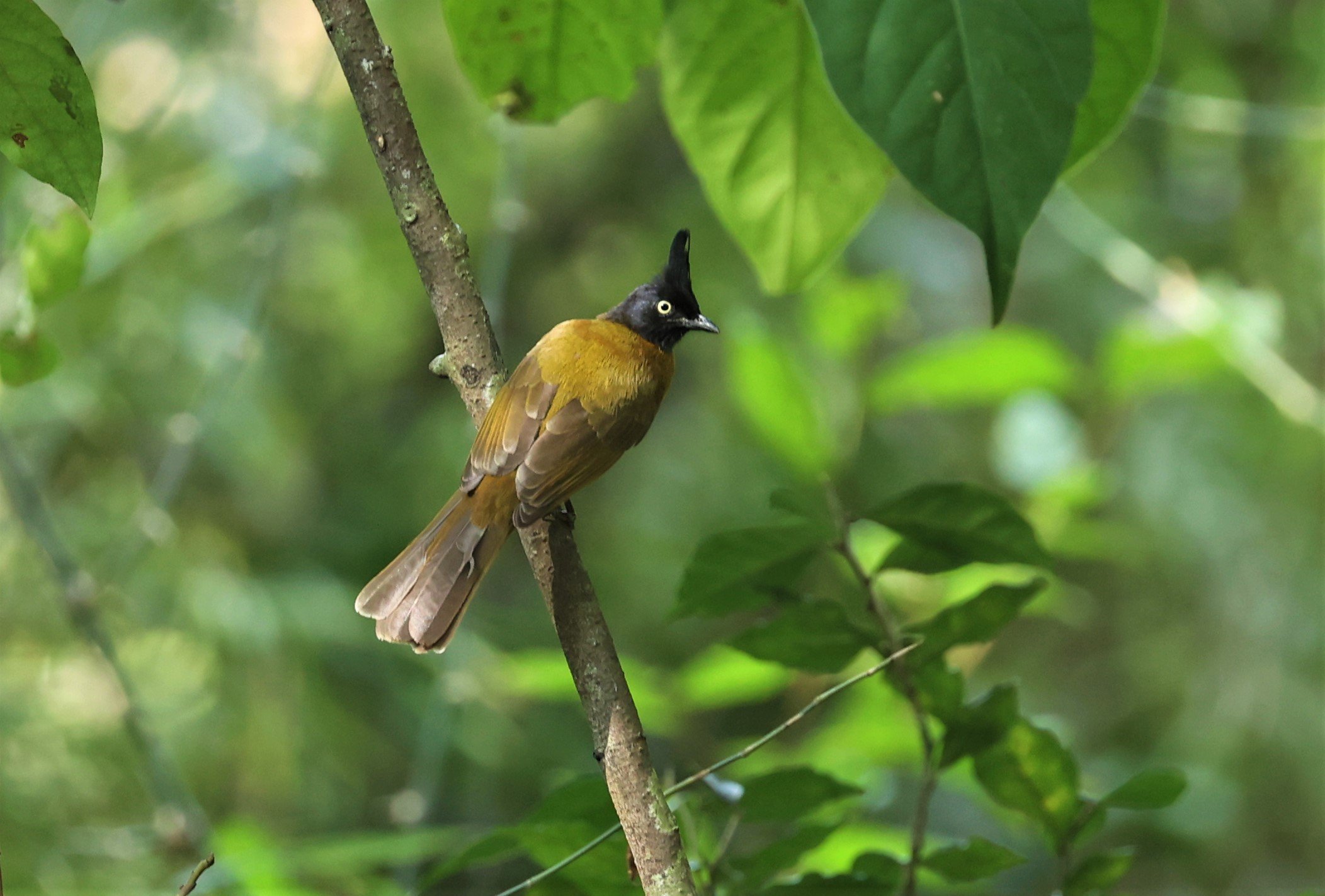 BULBUL - BLACK CRESTED BULBUL - Pycnonotus melanicterus - WAT THAM PRATHUM CHONBURI JAN 30 2022 (8).jpg