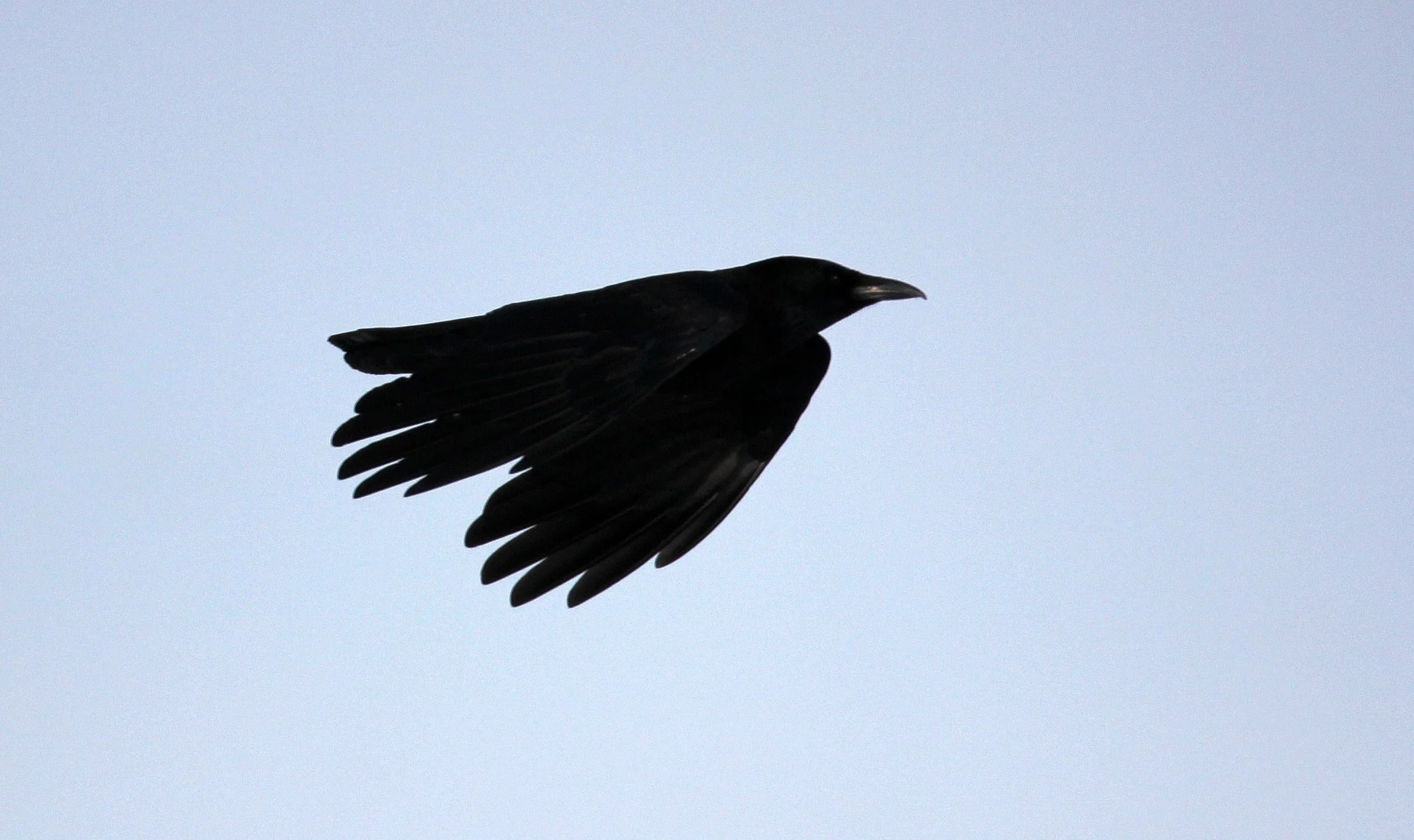 BIRD - CROW - CARRION CROW - AKAN INTERNATIONAL CRANE CENTER - HOKKAIDO JAPAN (2).JPG