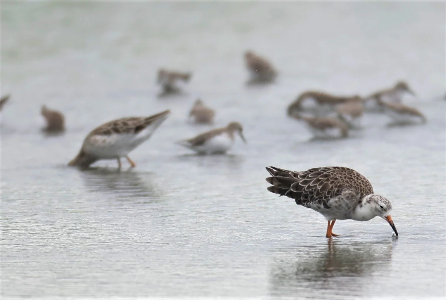 RUFF - Philomachus pugnax - BANG PAKONG SALT PANS CHACHOENGSAO WEST OF RIVER Sep 25 2021 (17).jpg
