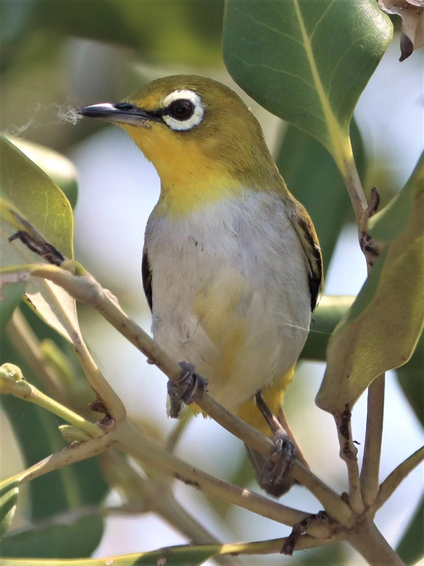Swinhoe's White-eye (Zosterops simplex) Bang Pakong Salt Pans, Chachoengsao Thailand (11).jpg