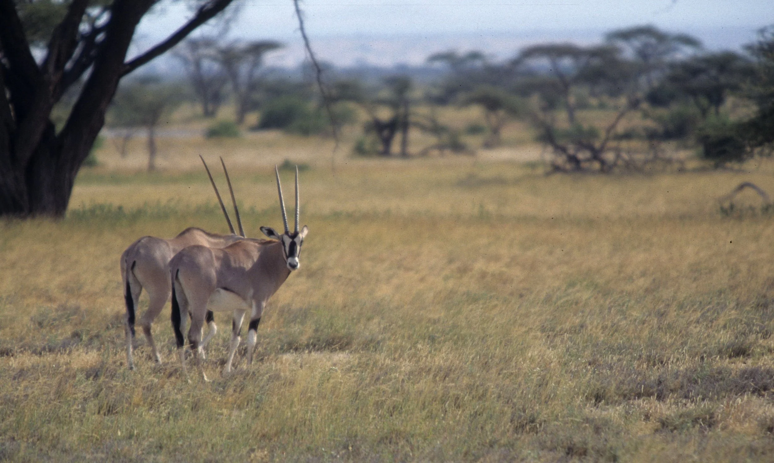 BOVID - ORYX - BEISA - SHABA (11).jpg