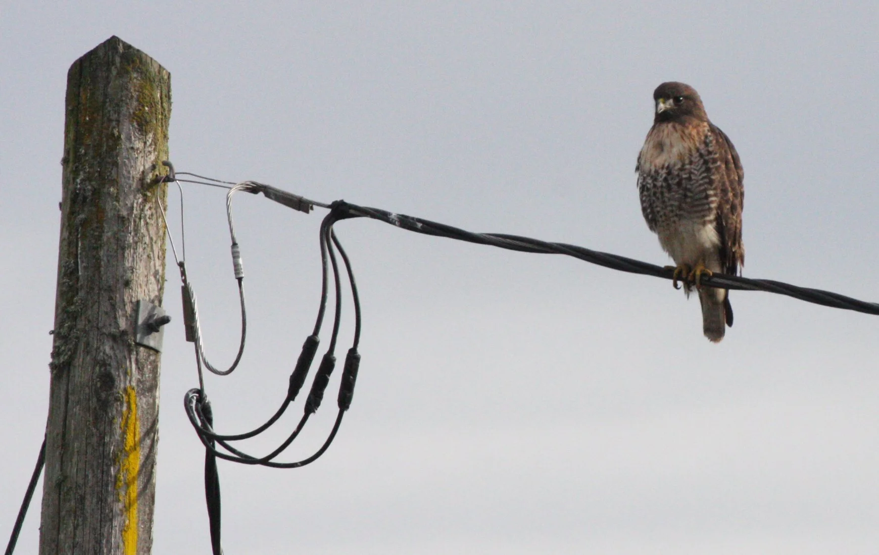 BIRD - HAWK - RED-TAILED HAWK - JAMESTOWN WA (25).JPG