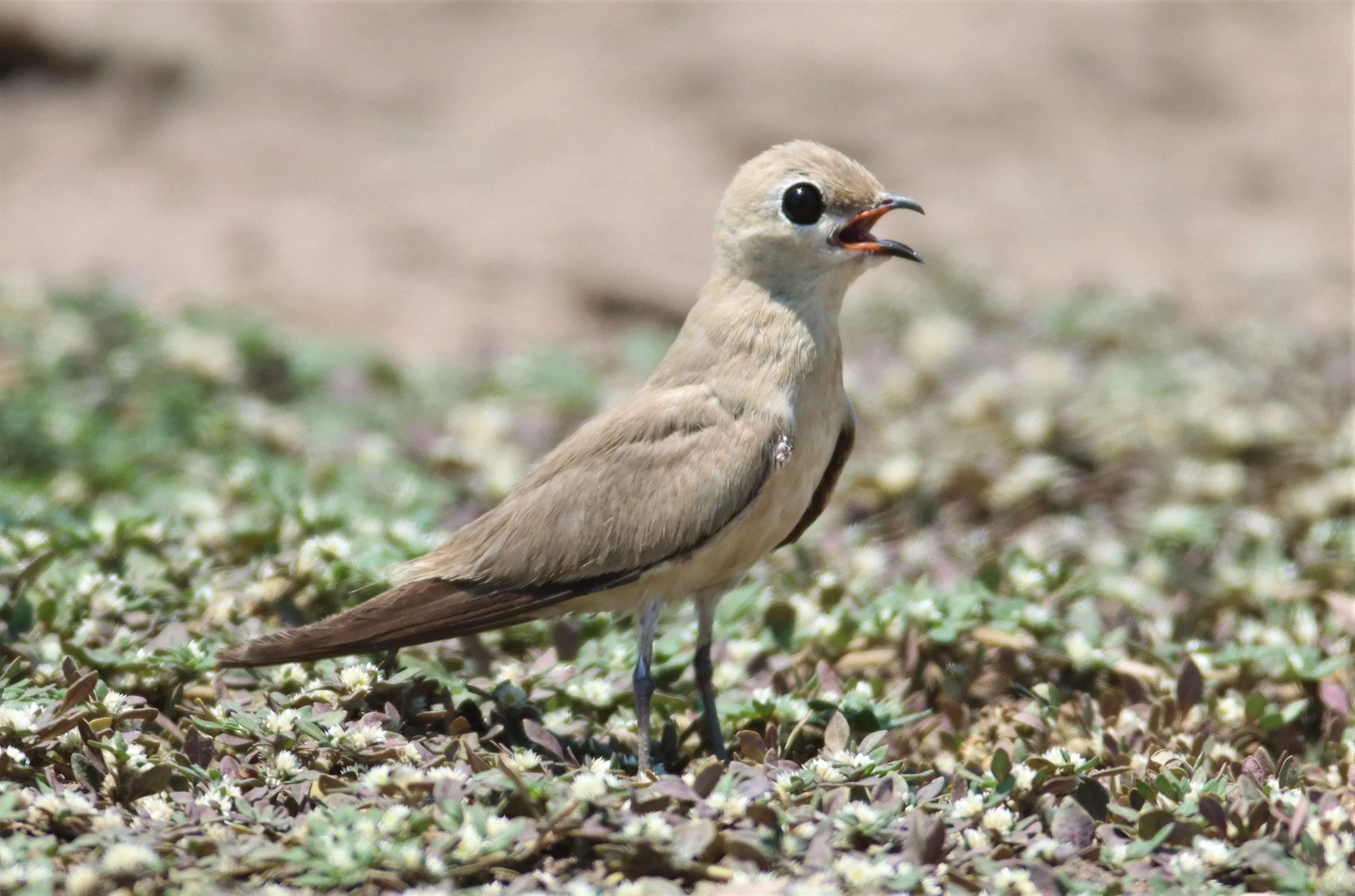 PRATINCOLE - SMALL PRATINCOLE - Glareola lactea - BANG KHAEM WETLANDS NAKHON PATHOM (25).jpg