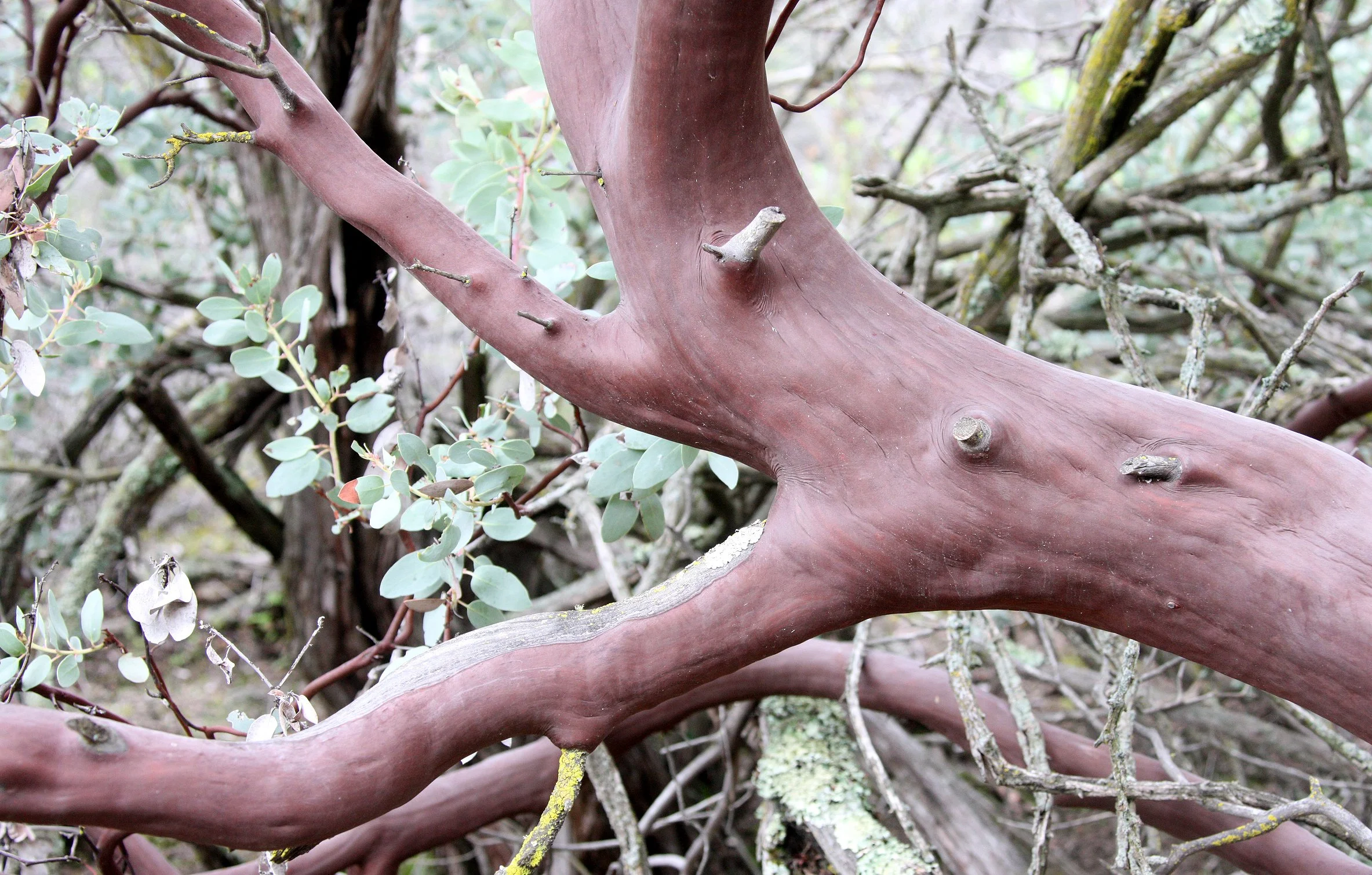ERICACEAE - ARCTOSTAPHYLOS GLAUCA - BIG-BERRIED MANZANITA - PINNACLES NATIONAL MONUMENT CALIFORNIA (7).JPG