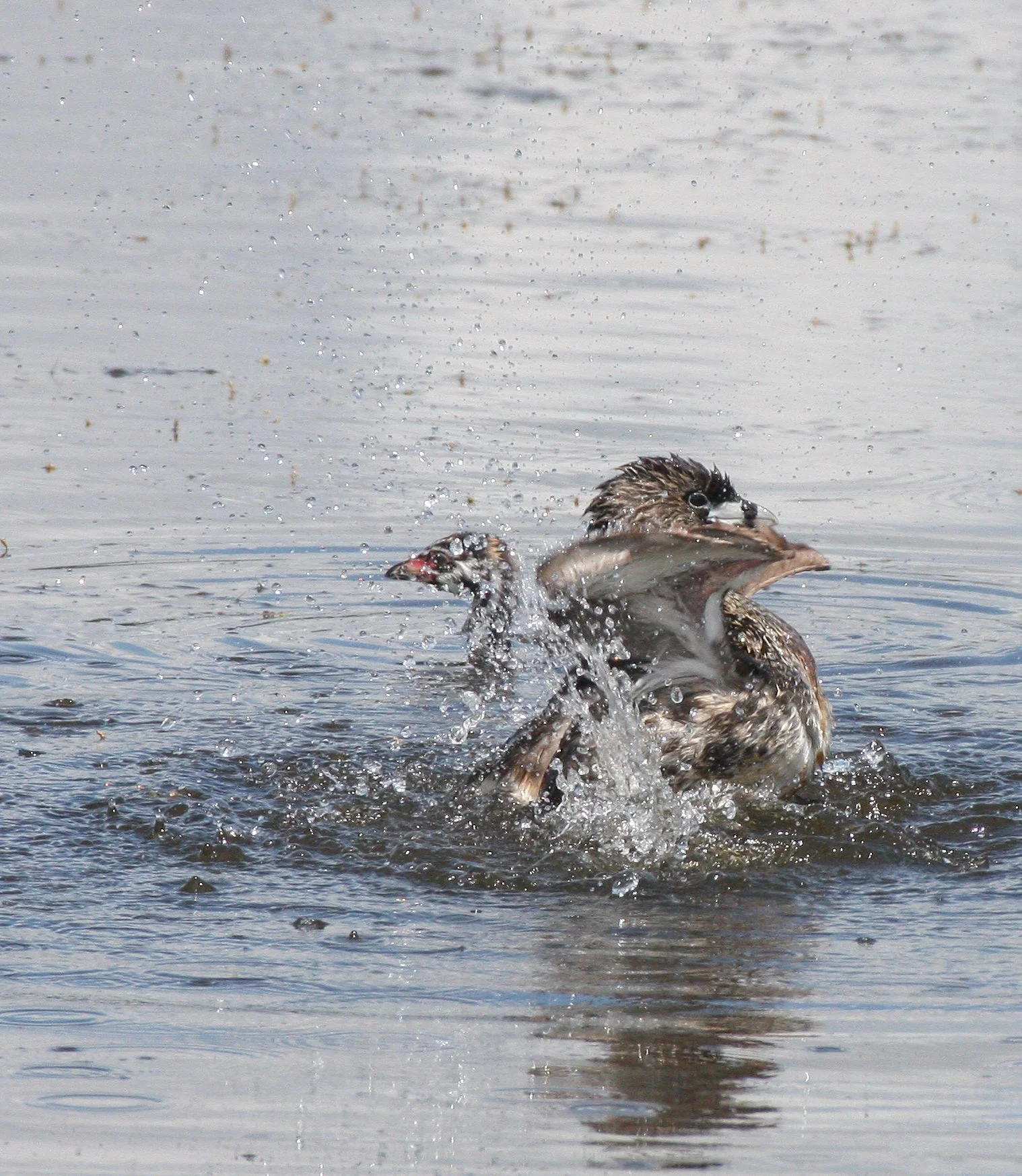 Pied-billed Grebe (Podilymbus podiceps) Ridgefield NWR Washington (52).JPG