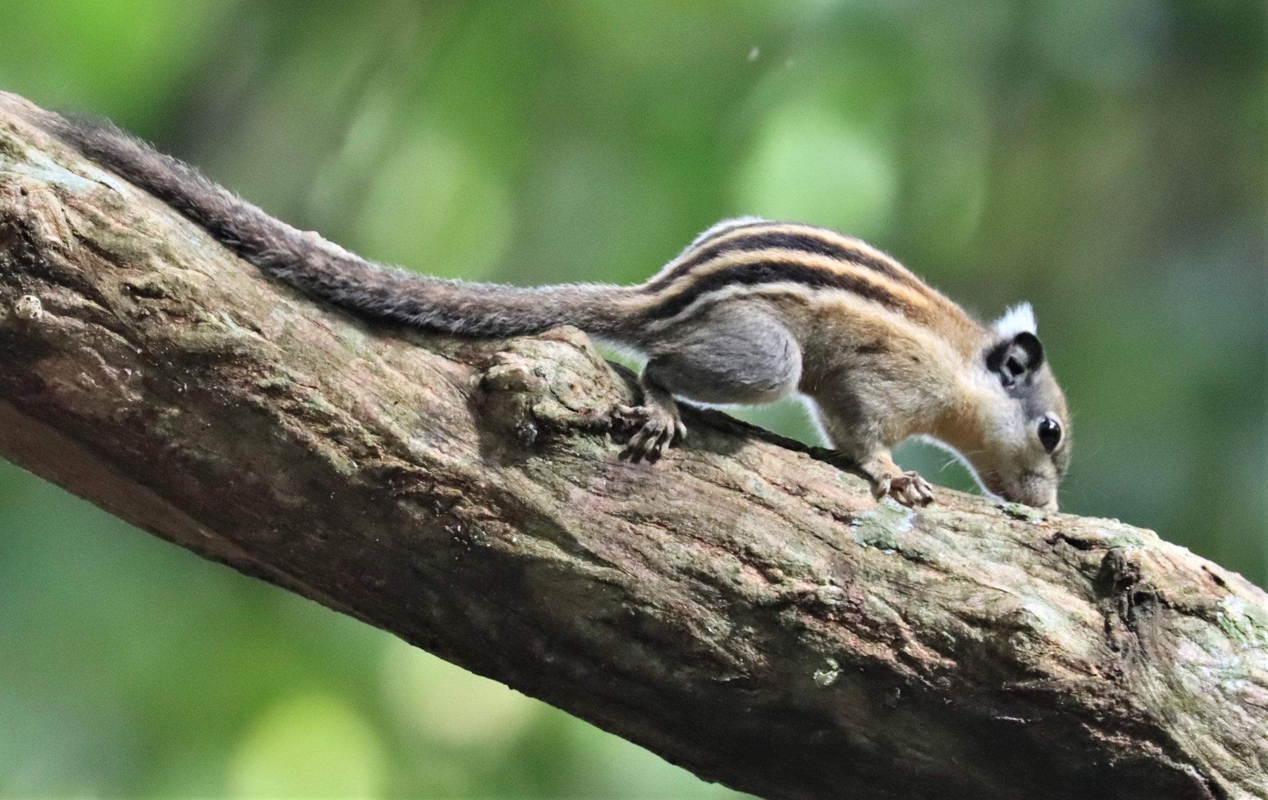 Tamiops rodolphii - CAMBODIAN STRIPED SQUIRREL - WAT THAM PRATHUN CHONBURI (6).jpg