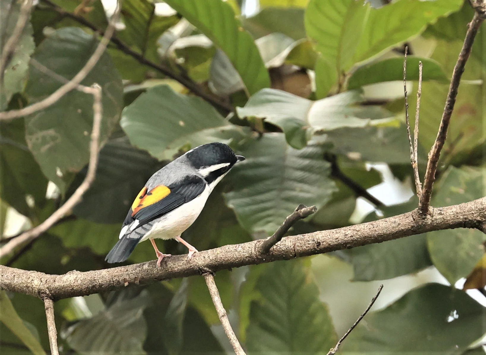 Blythe's Shrike Babbler (Pteruthius aeralatus) Kiew Lom Campground Doi Pha Hom Pok NP Thailand (12).jpg
