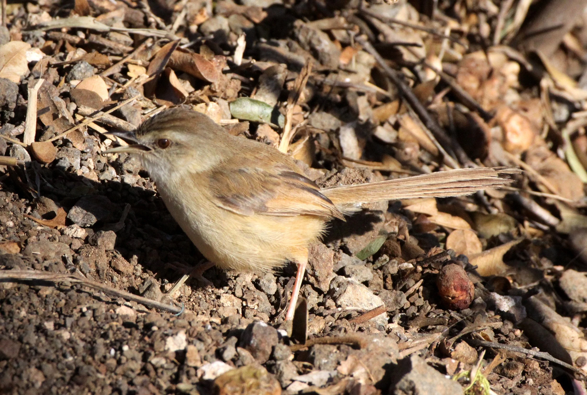 BIRD - PRINIA - TAWNY-FLANKED PRINIA - PRINIA SUBFLAVA - KRUGER NATIONAL PARK SOUTH AFRICA.JPG