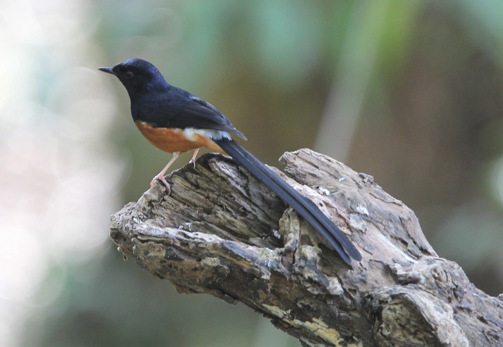 BIRD - WHITE-RUMPED SHAMA - KHAO YAP NP A.jpg
