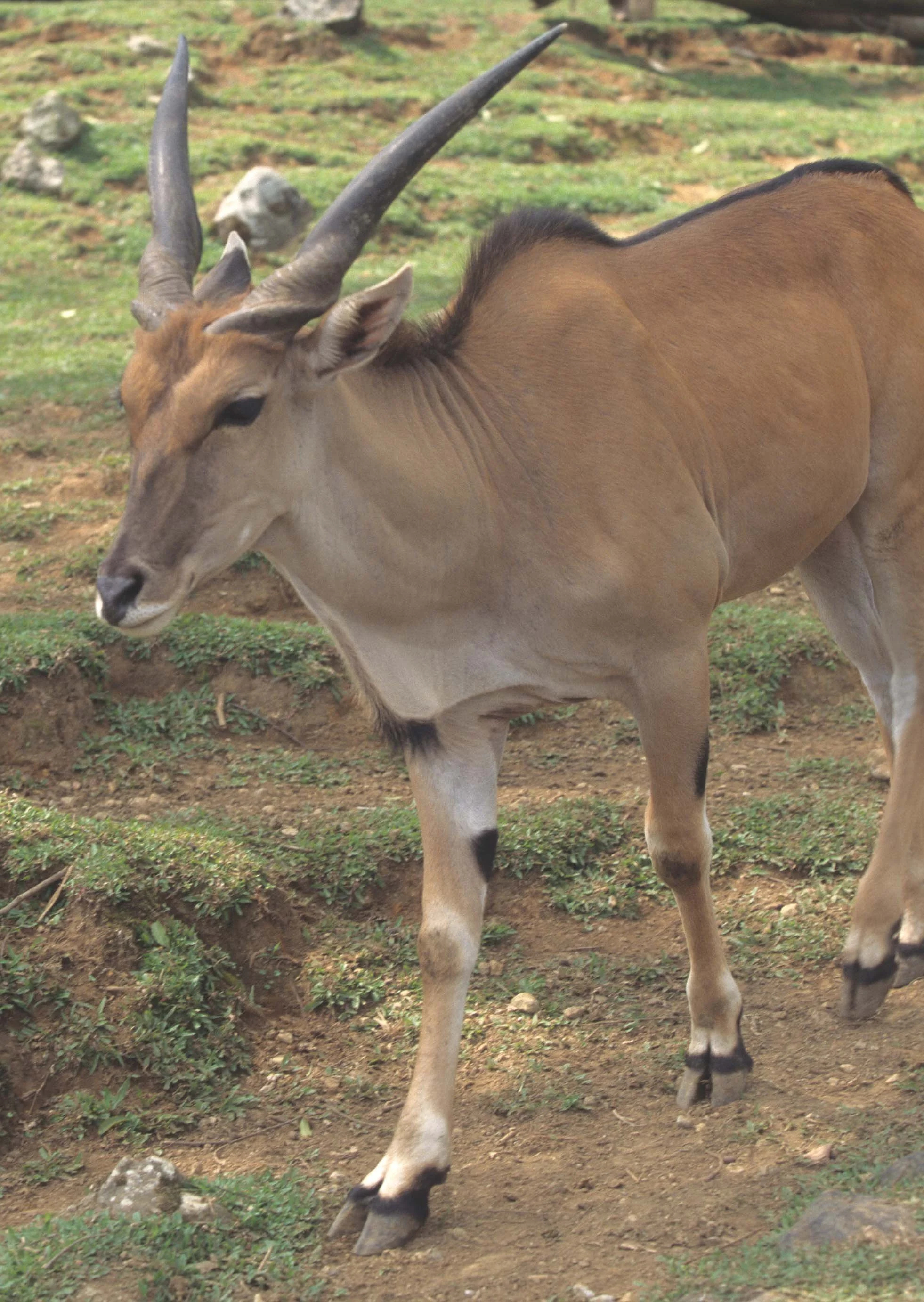 BOVID - ELAND - LESSER - ZIMBABWE.jpg