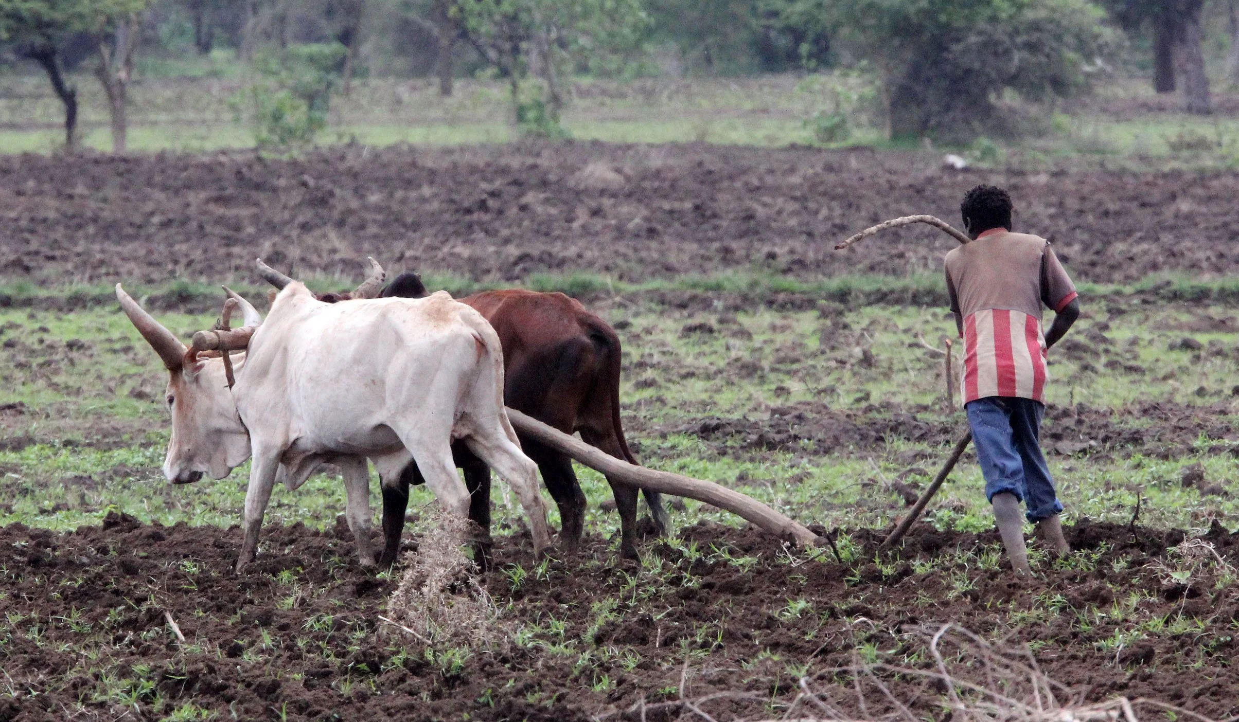 SHASHAMENE ETHIOPIA (8).JPG
