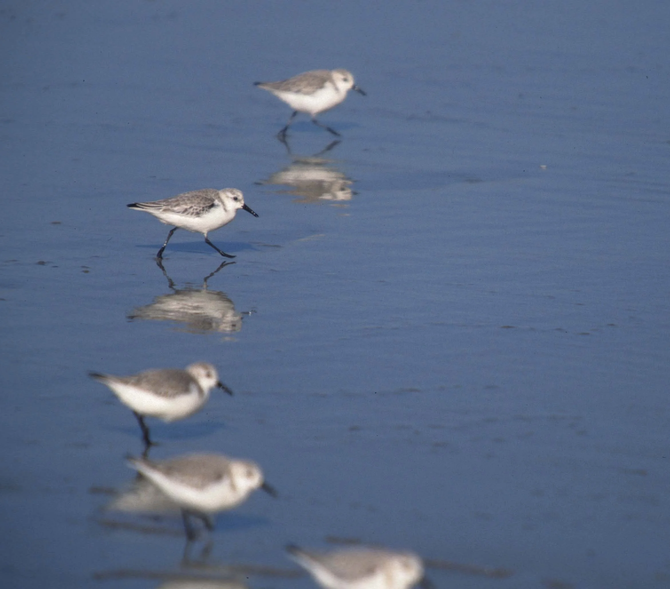 BIRD - SANDERLINGS - POINT REYES CAL.jpg