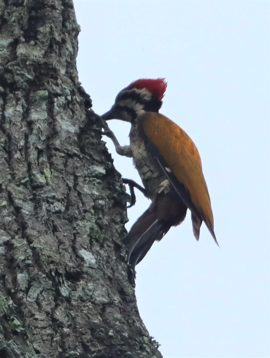 WOODPECKER - COMMON FLAMEBACK - Dinopium javenense - KAENG KRACHAN NATIONAL PARK (13).jpg