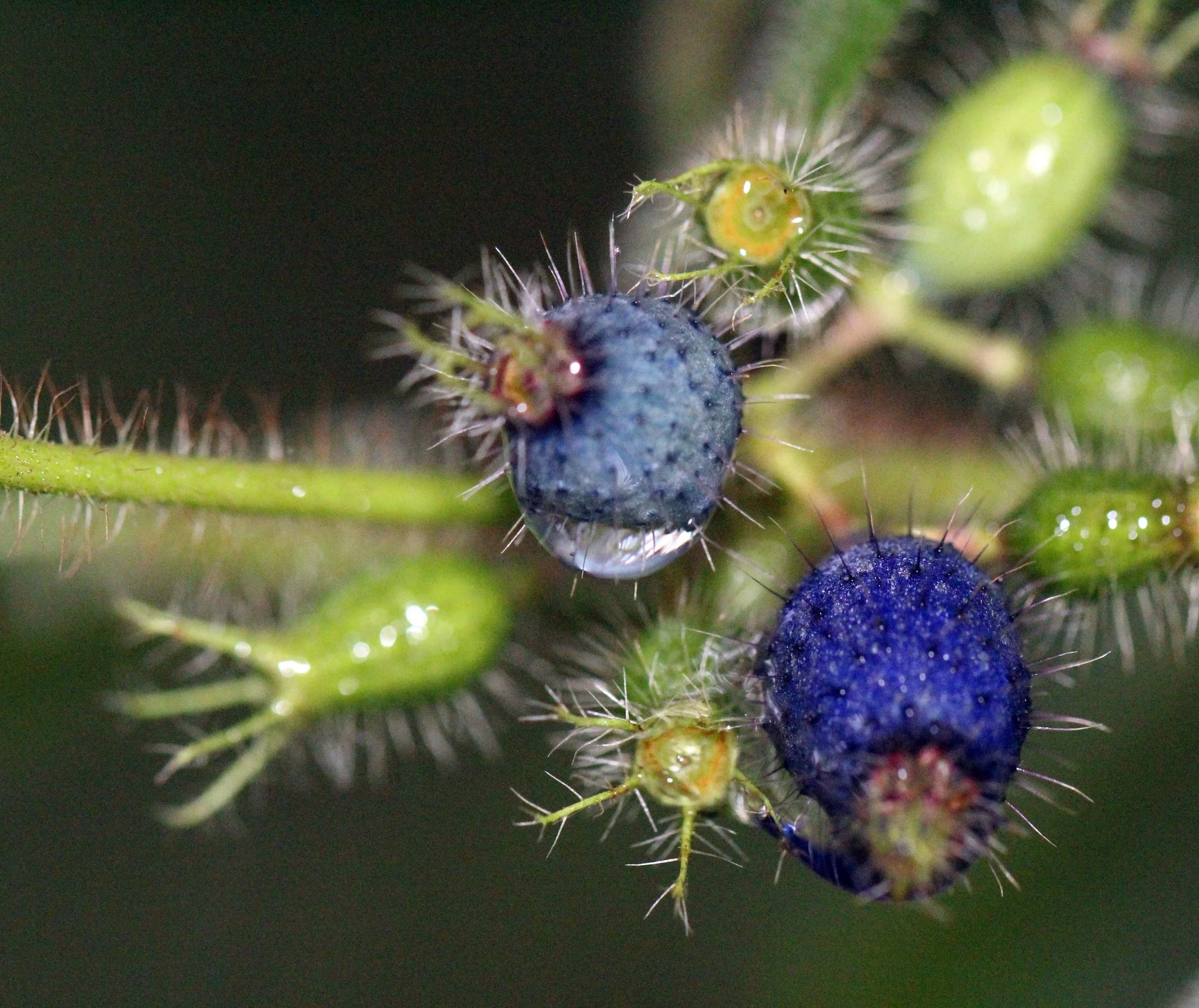 2013 in Nakhonsithammarat and some Krabi with Family (217).JPG