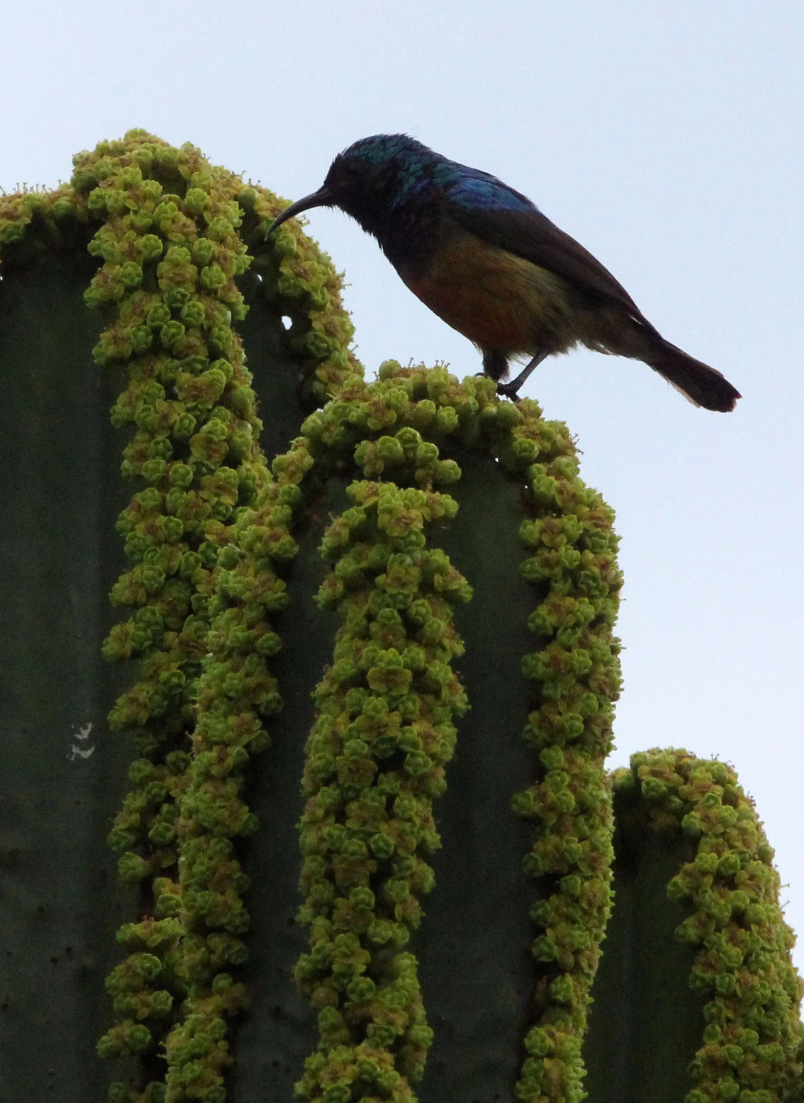 BIRD - SUNBIRD - REGAL SUNBIRD - RUHENGERI RWANDA (8).JPG