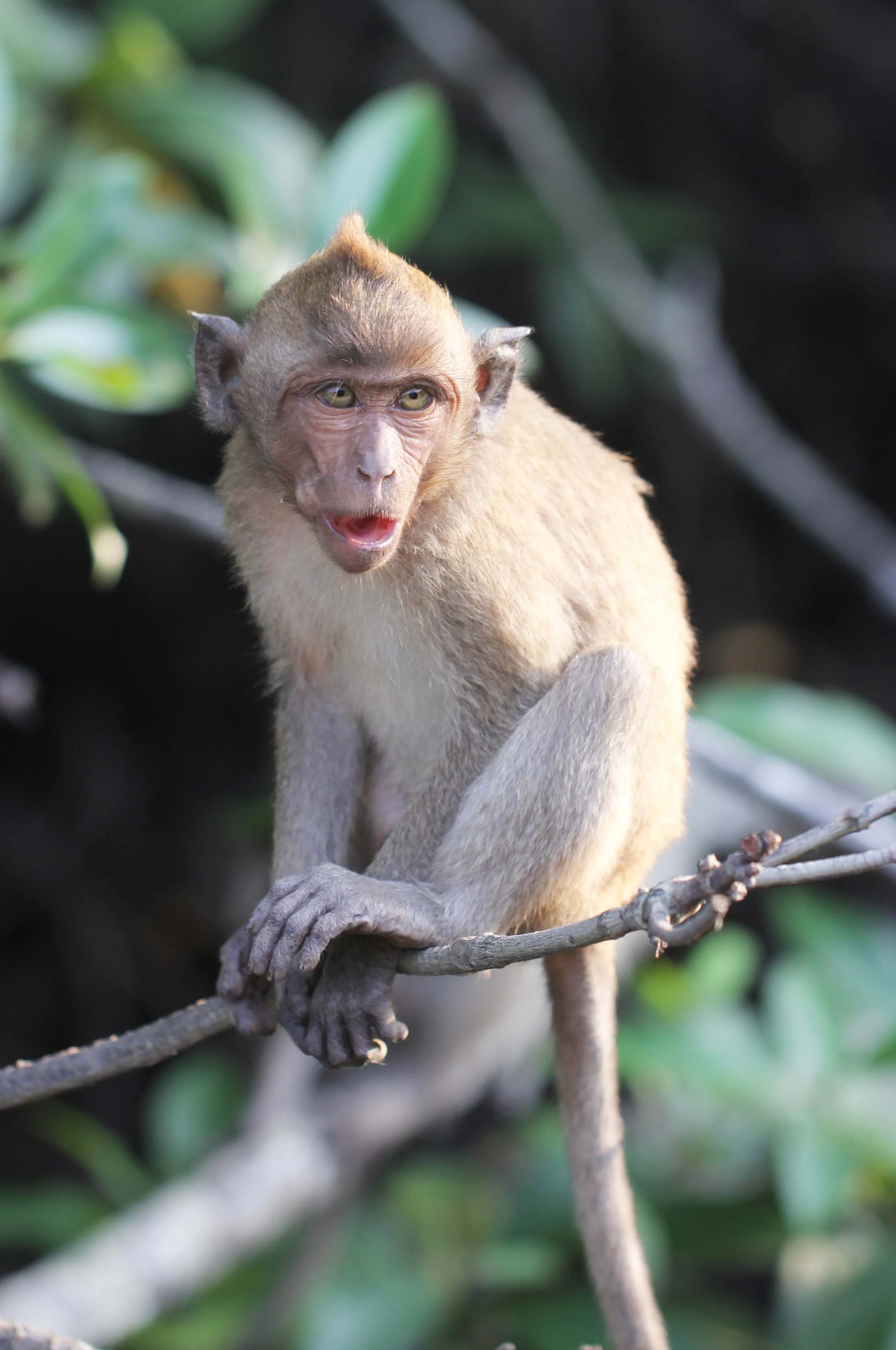CERCOPITHECIDAE - Macaca fascicularis - LONG-TAILED MACAQUE - KAROS ISLAND - AO LUEK - KRABI (61).JPG