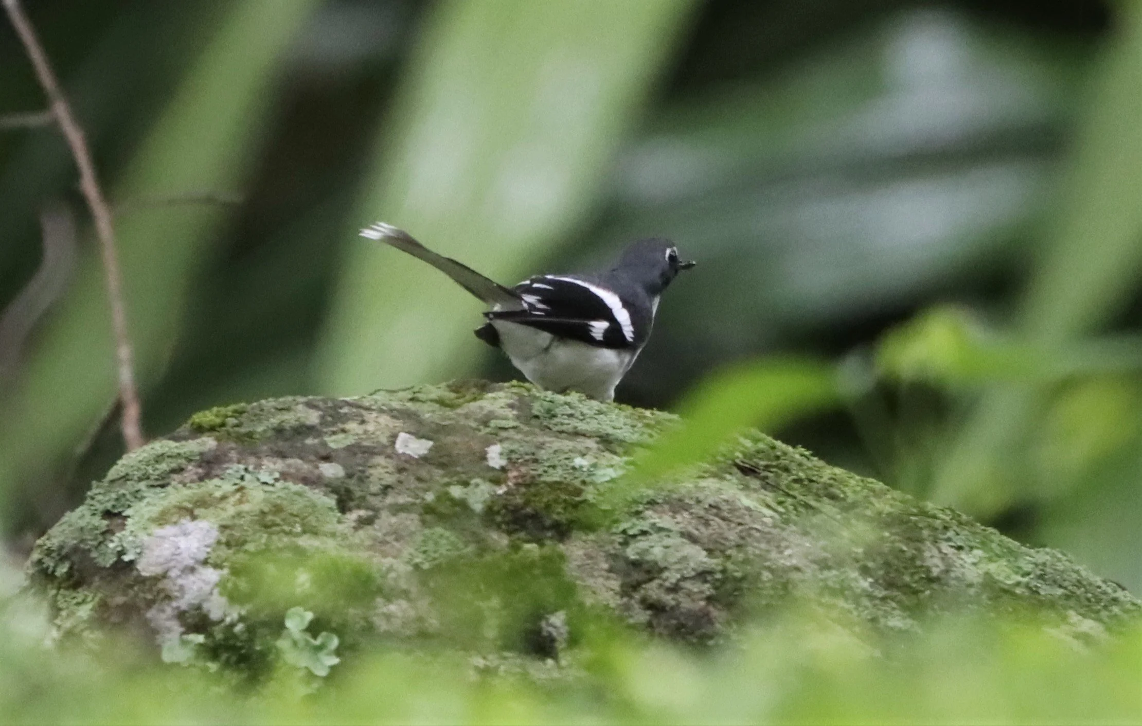 FORKTAIL - SLATY-BACKED FORKTAIL - Enicurus schistaceus - DOI INTHANON JULY 2 2021 (37).jpg