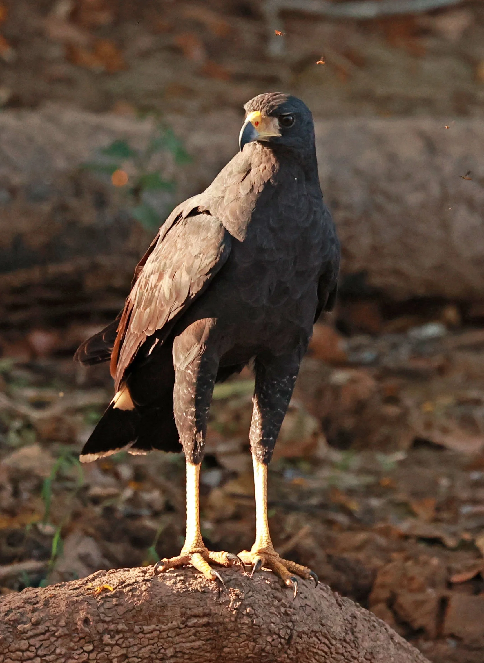 Hawk - Great Black Hawk - Buteogallus urubitinga - Pantanal, Encontro das Águas State Park, Porto Jofre, Cuiaba River, Brazil (22).jpg