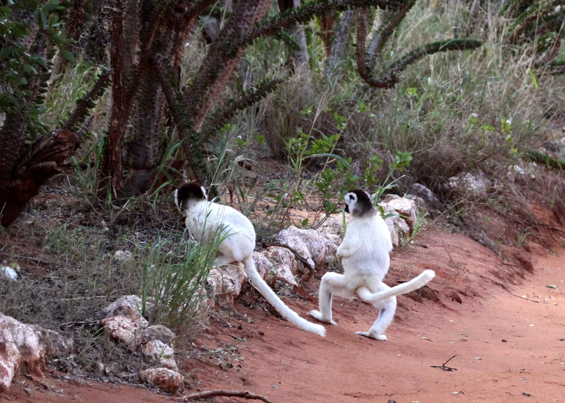 INDRIIDAE - Propithecus verreauxi - VERREAUX'S SIFAKA - ANDOHAHELA NATIONAL PARK MADAGASCAR (41).JPG