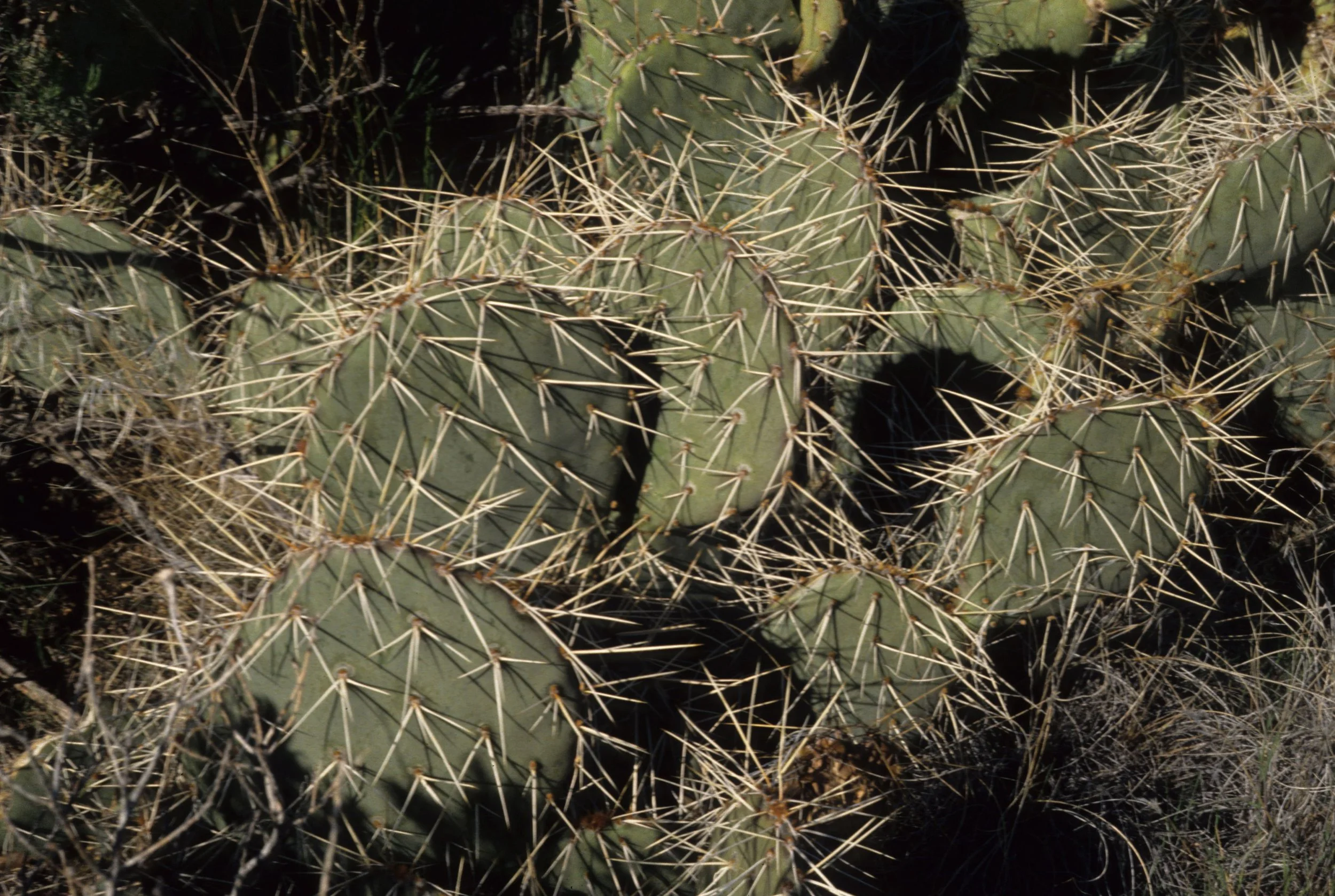 ANZA BORREGO - CACTACEAE - OPUNTIA PHAEACANTHA - PRICKLY PEAR CACTUS A.jpg