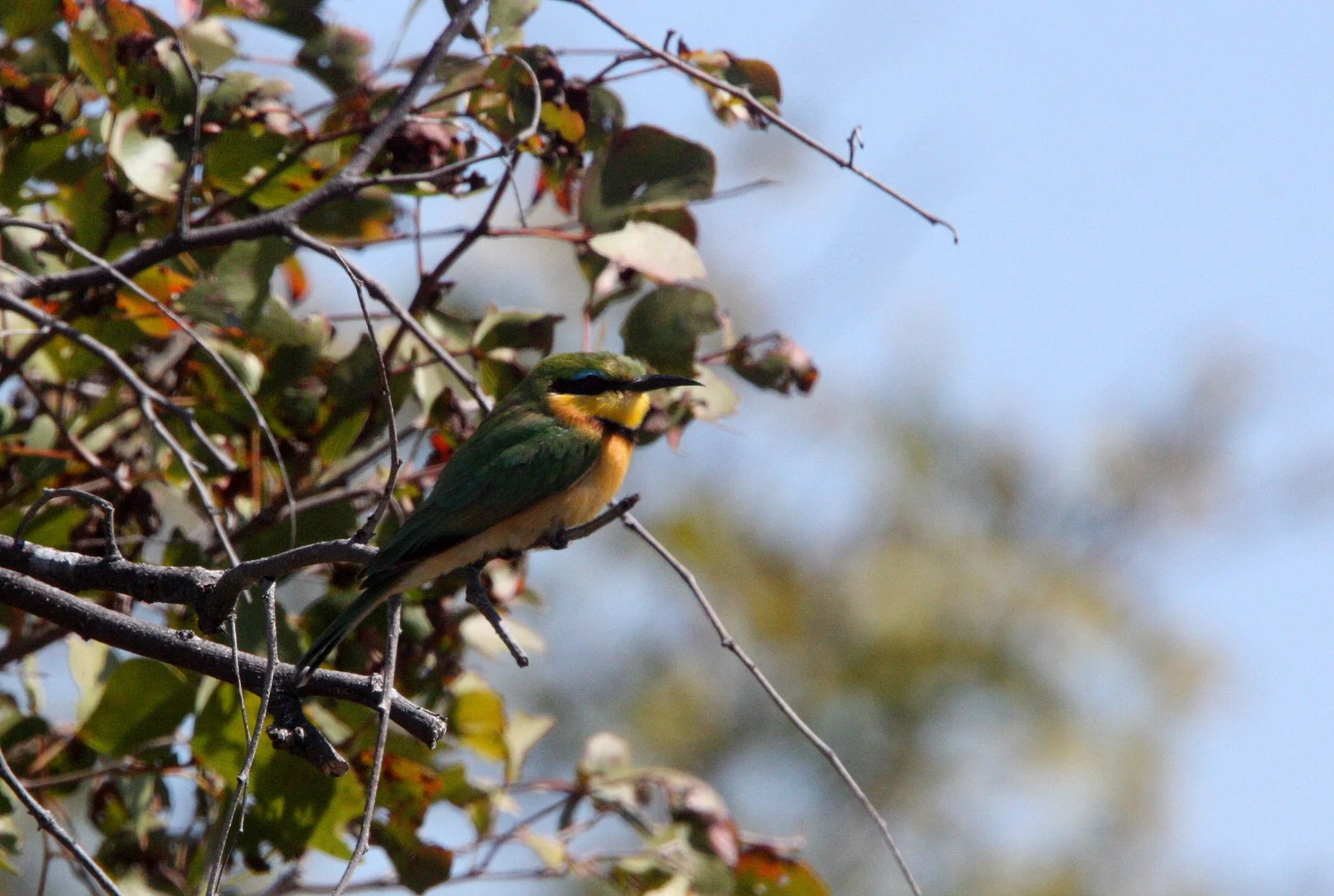 BIRD - BEE-EATER - LITTLE BEE-EATER - CHOBE NATIONAL PARK BOTSWANA (3).JPG