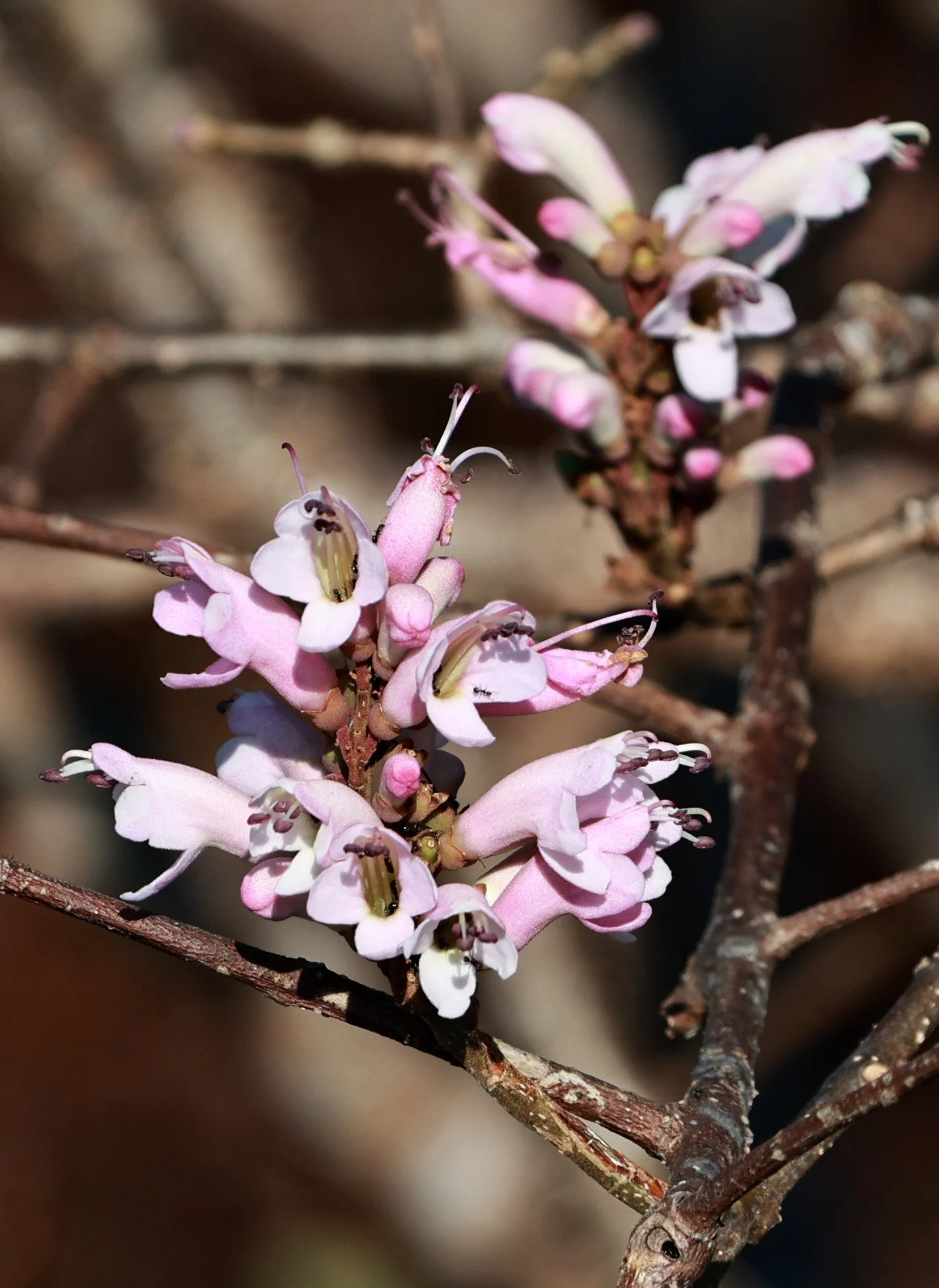 Phu Hin Rong Kla National Park Loei Province (125).jpg