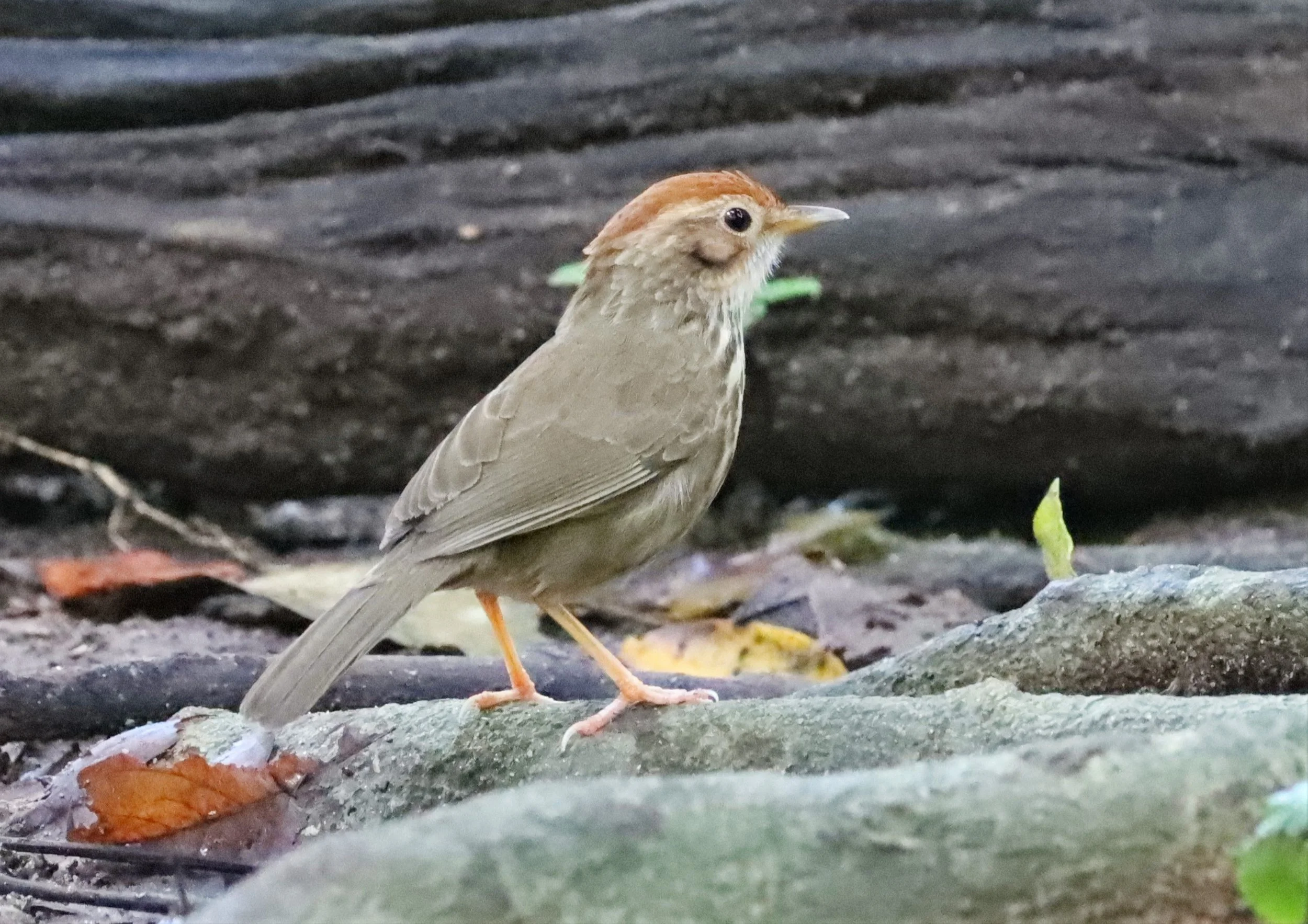 BABBLER - PUFF-THROATED BABBLER - Pellorneum ruficeps - WAT THAM PRATHUN CHONBURI (6).jpg