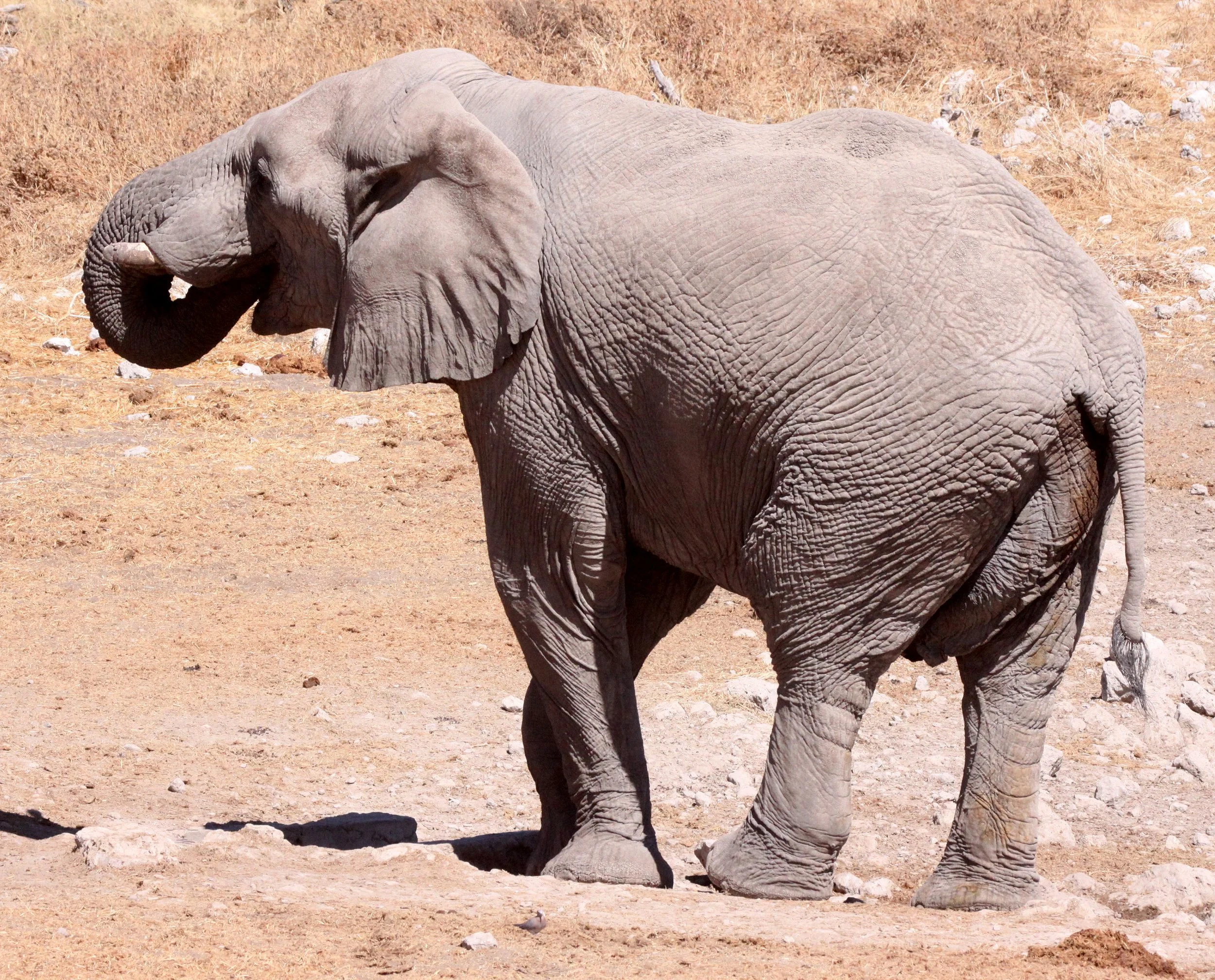 ELEPHANT - AFRICAN ELEPHANT - ETOSHA NATIONAL PARK NAMIBIA (98).JPG