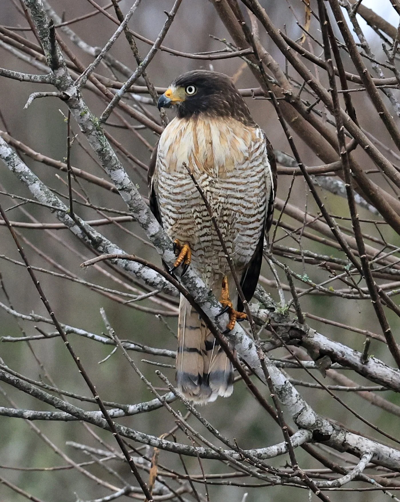 Roadside Hawk (Rupornis magnirostris) El Palmar National Park, Entre Rios, Argentina (21).jpg