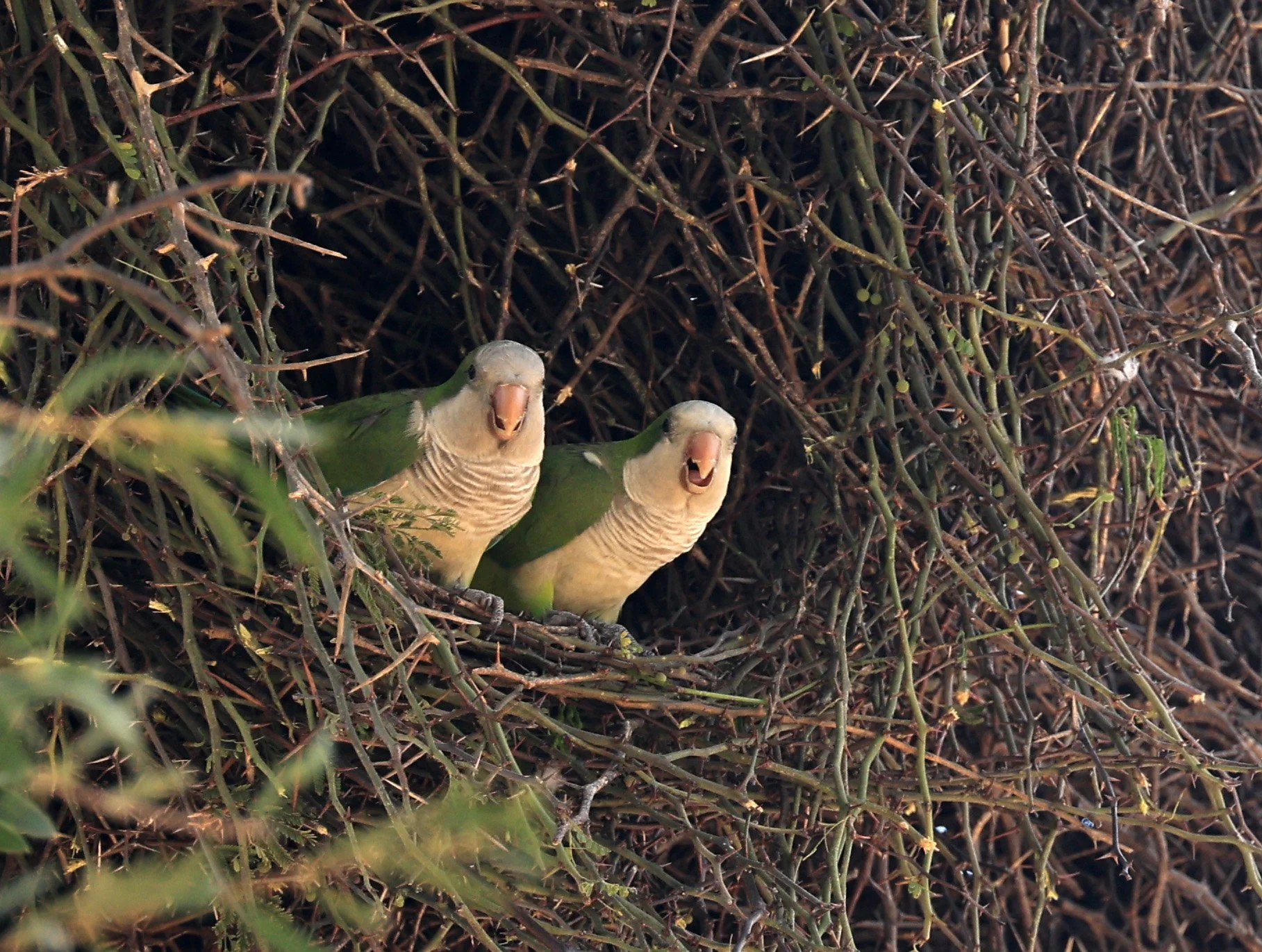 Monk Parakeet (Myiopsitta monachus) Fortin Toledo Paraguay (6).jpg
