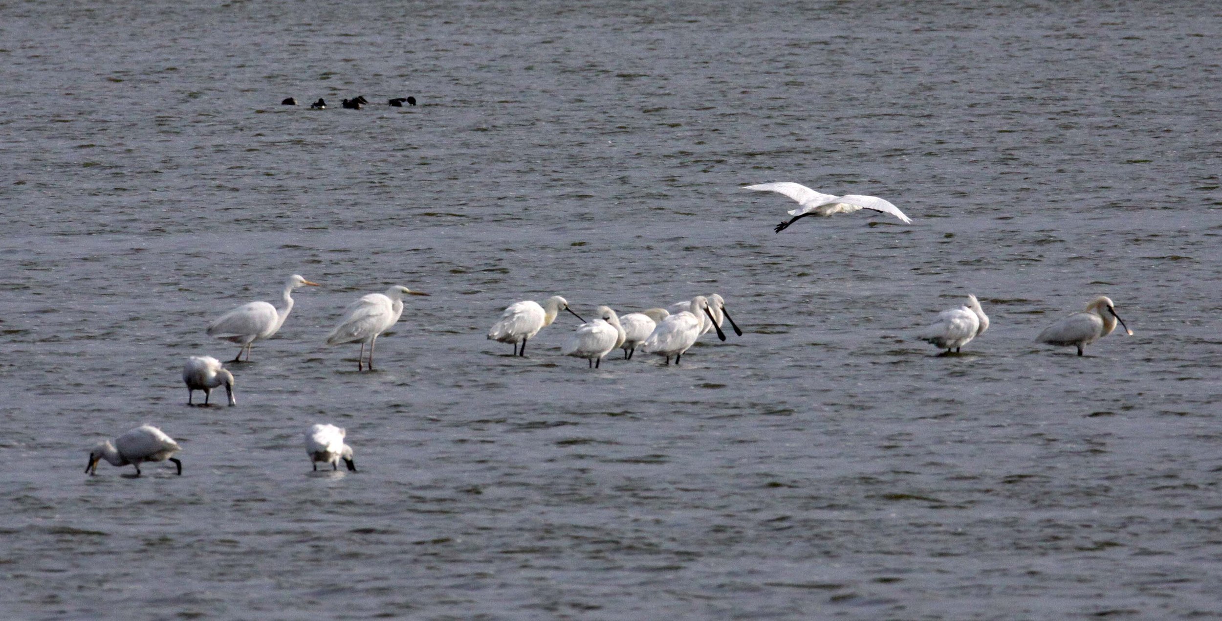 SPOONBILL - EURASIAN SPOONBILL - Platalea leucorodia - YANCHENG CHINA (7).JPG