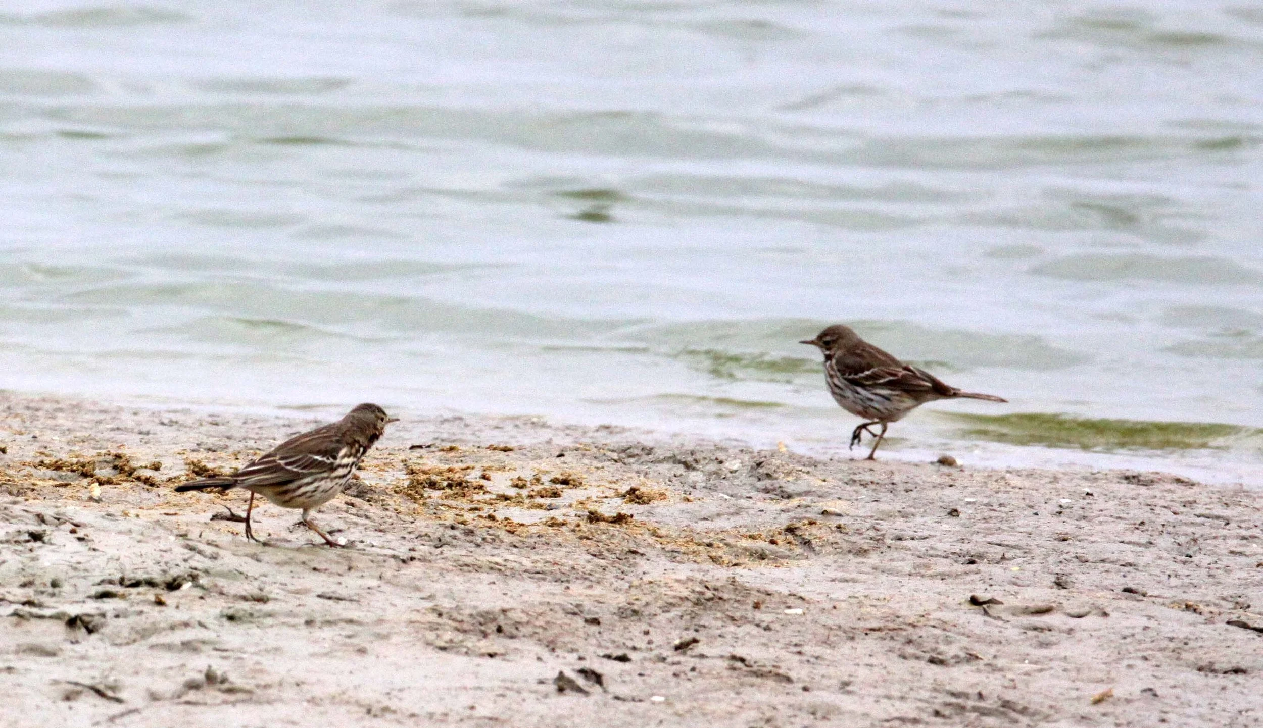 Buff-bellied Pipit (Anthus rubescens) YANCHENG CHINA (5).JPG