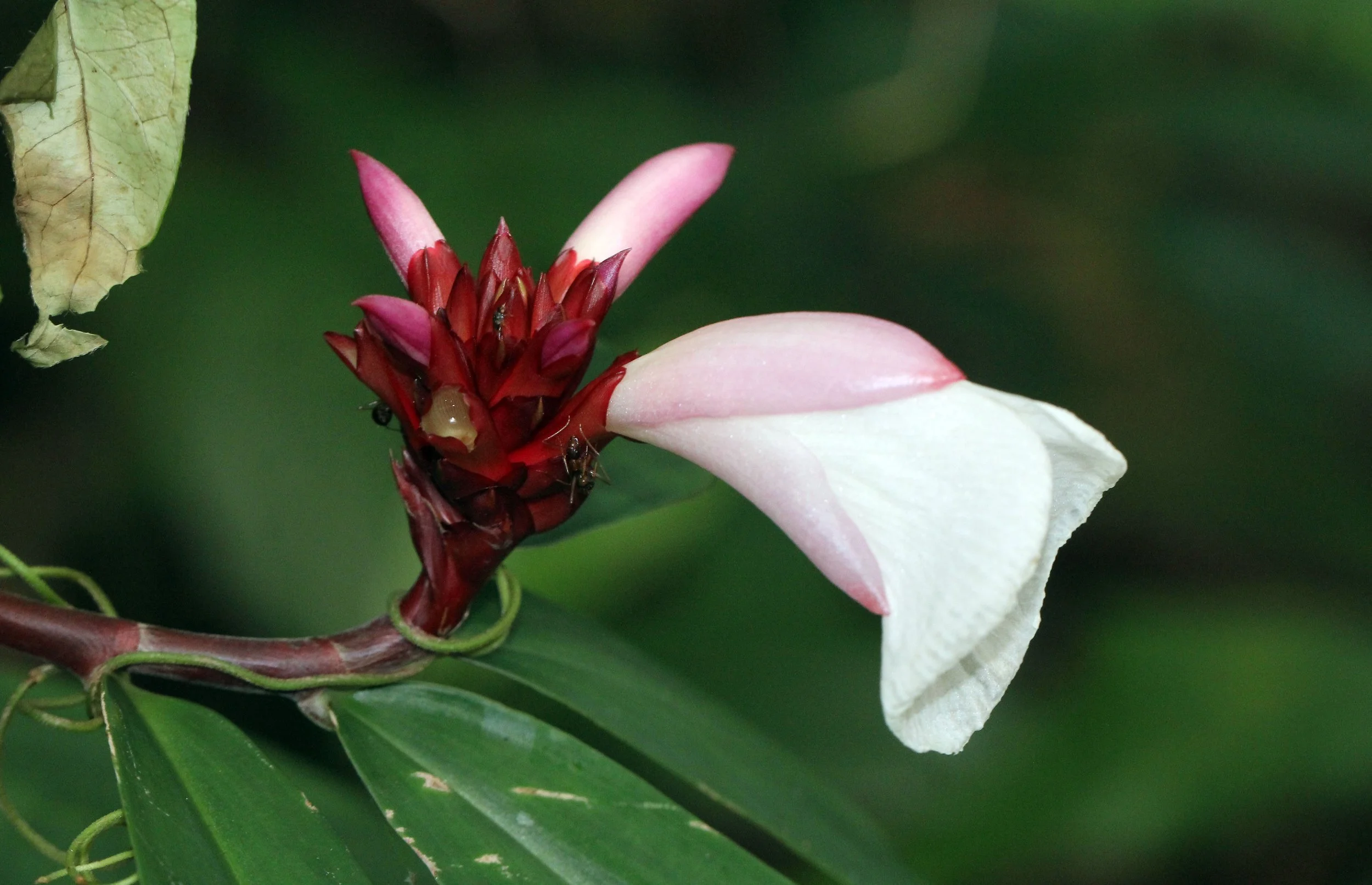 2015 Koh Lanta October Break Trip  (142).JPG