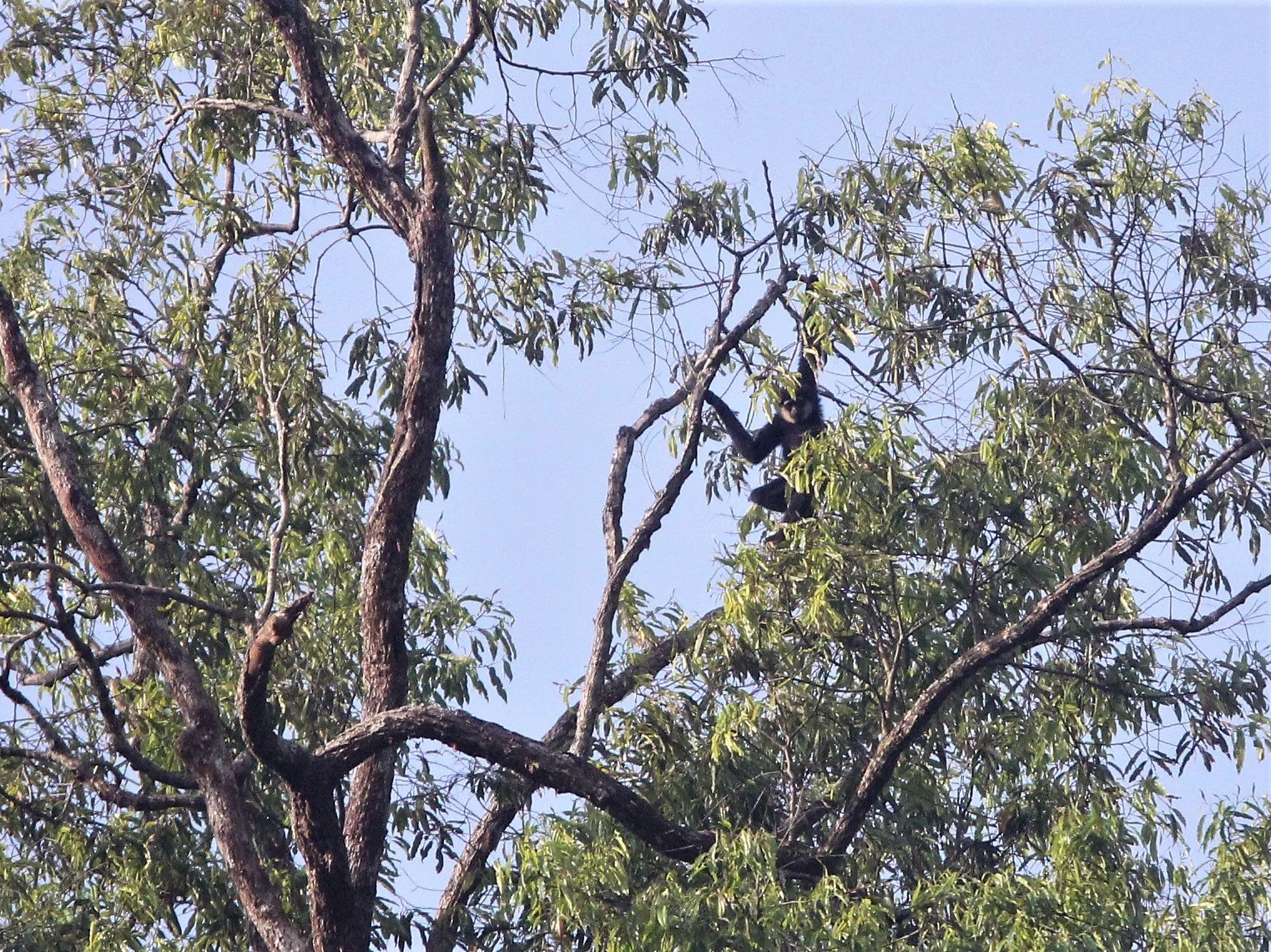 HYLOBATIDAE - Hylobates agilis - AGILE GIBBON - HALA BALA NATIONAL WILDLIFE SANCTUARY (24).jpg