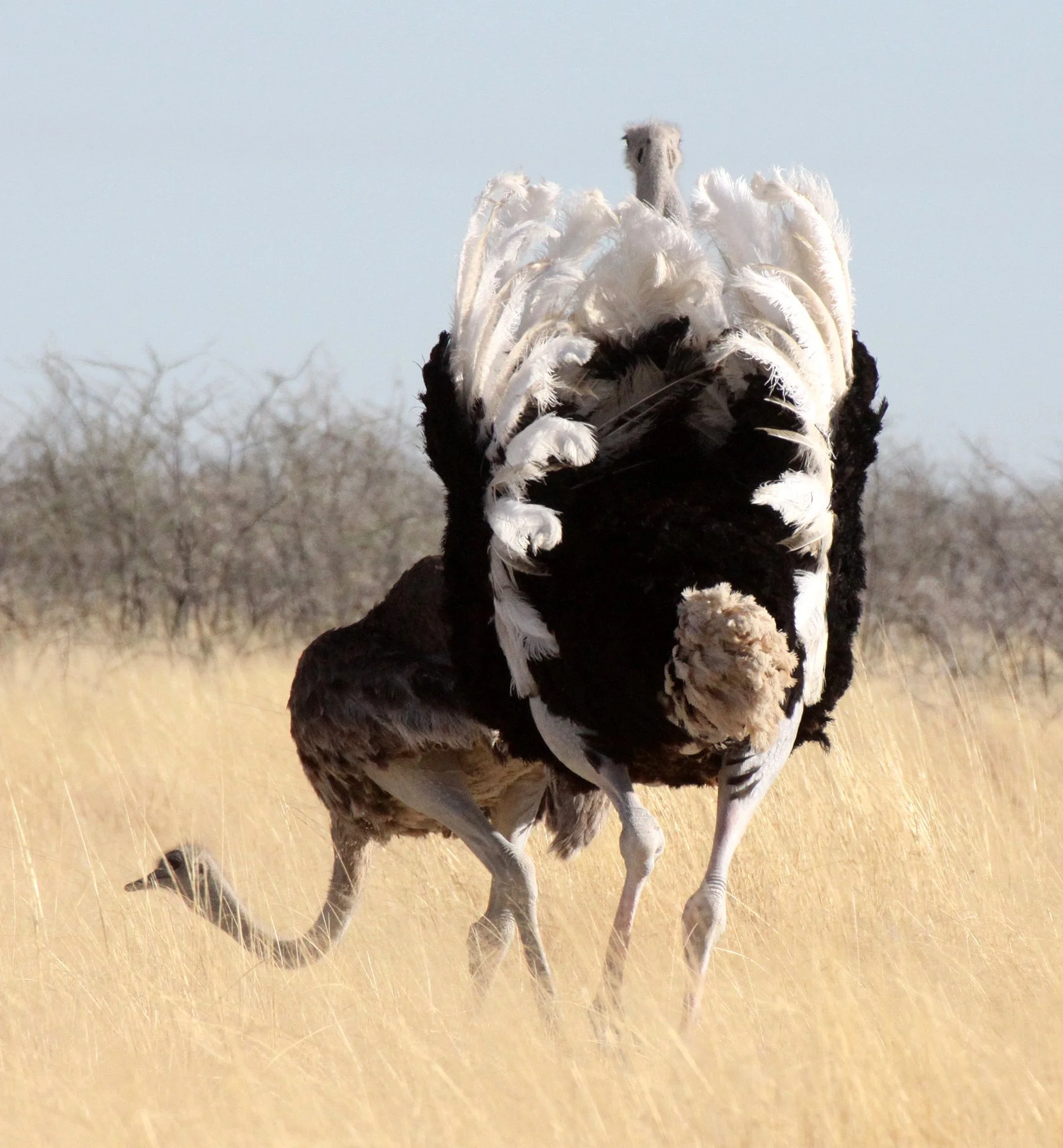 Struthio camelus australis - SOUTH AFRICAN OSTRICH - MATING IN ETOSHA - ETOSHA NATIONAL PARK NAMIBIA (6).JPG