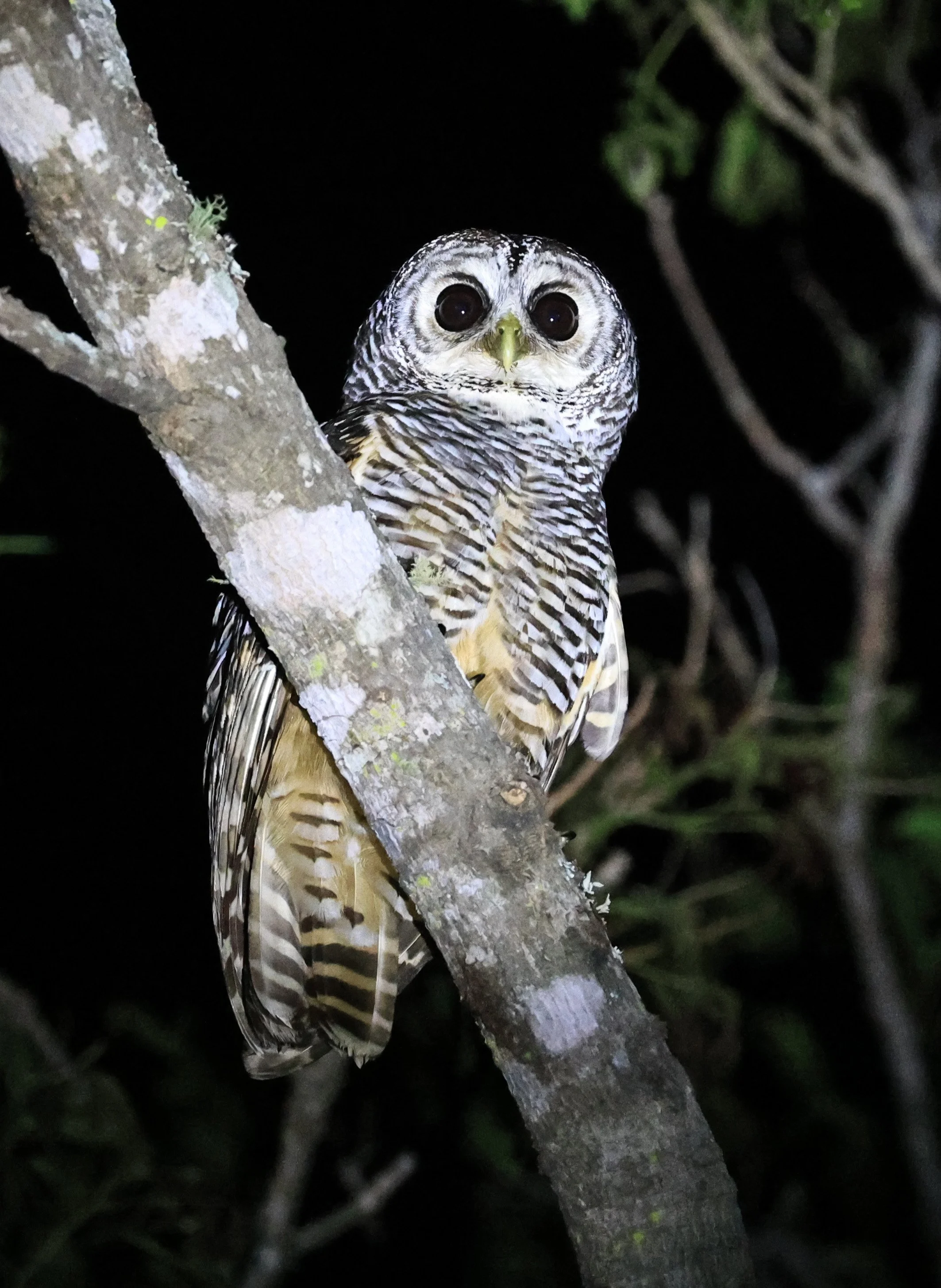 Chaco Owl (Strix chacoensis) Reserva Nueland  Selva Serena (35).jpg