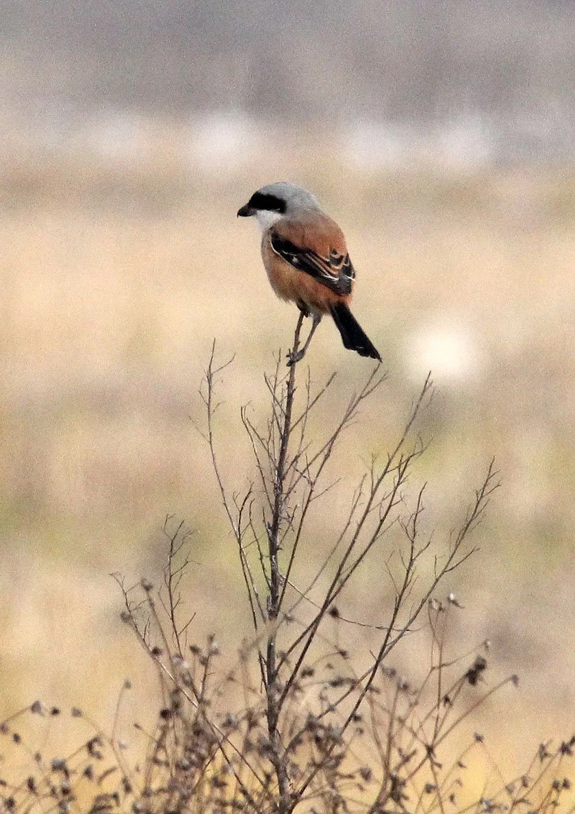 Long-tailed Shrike (Lanius schach) Poyang Lake Jiangxi Province China (3).JPG