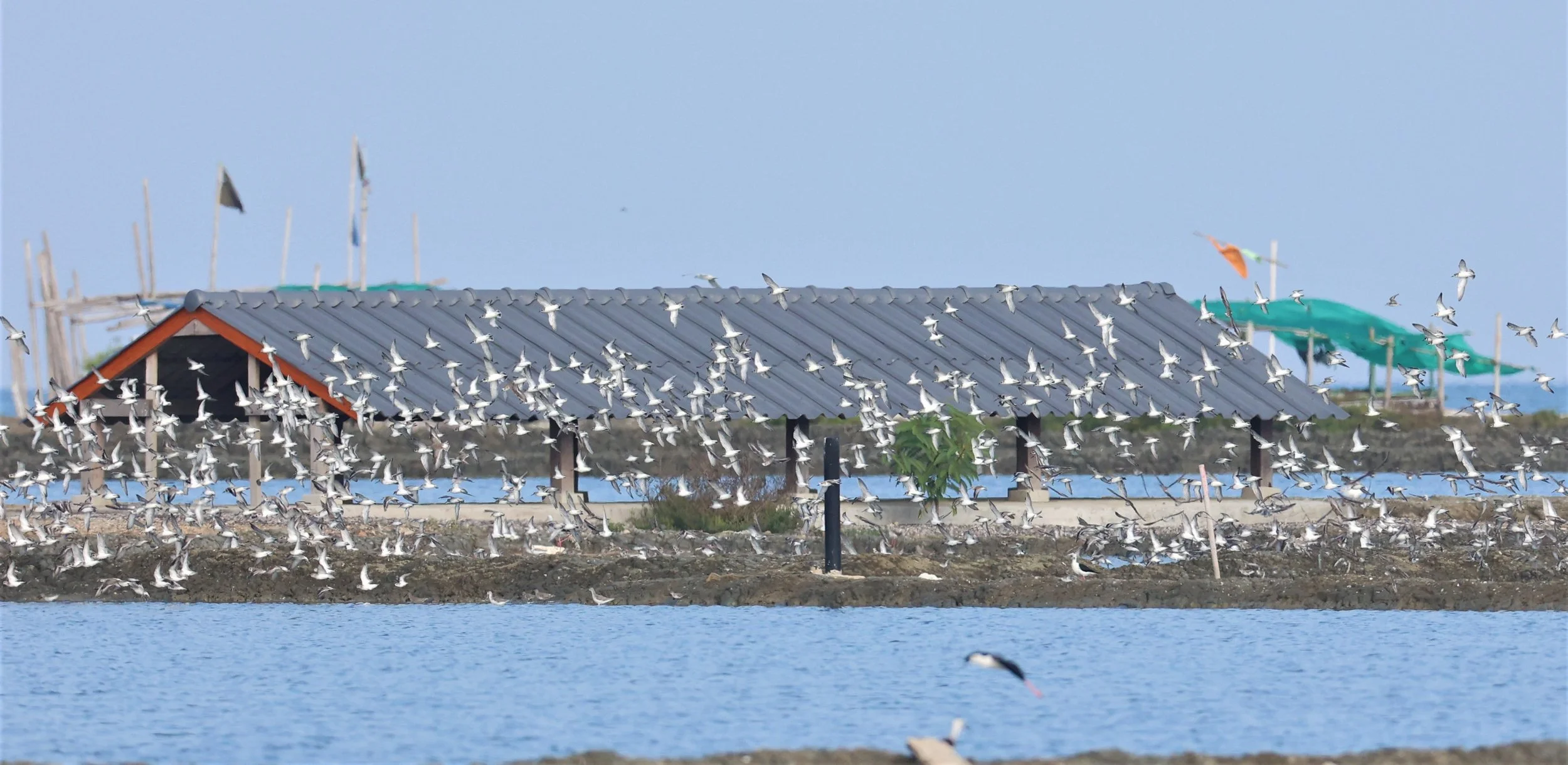 PLOVER - GREATER SAND-PLOVER - Charadrius leschenaultii - LESSER SP, CURLEW, BROADBILL SP PAK THALE OCTOBER 2 (16).jpg