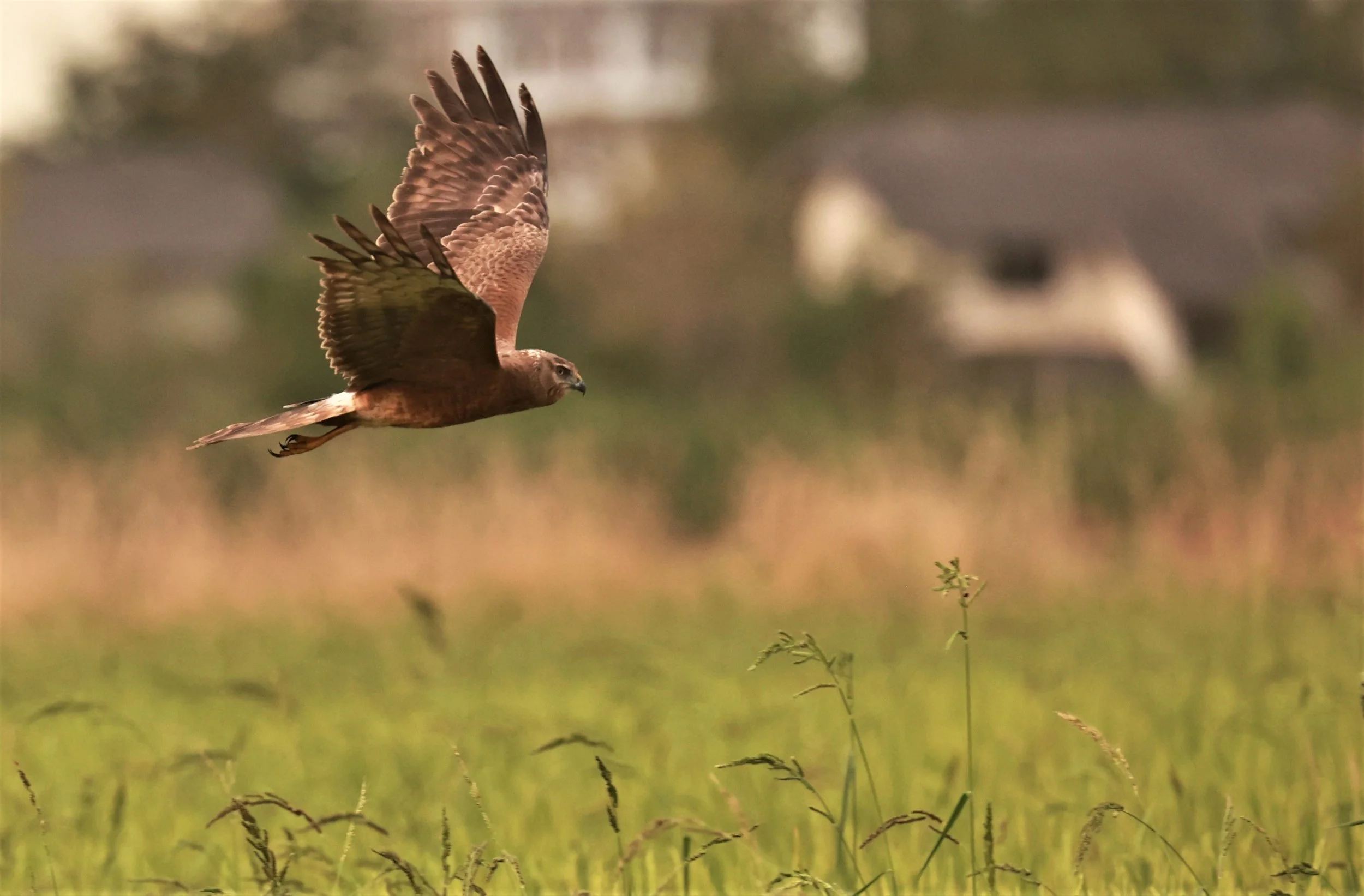 HARRIER - PIED HARRIER - Circus melanoleucos - PATHUM THANI RICE RESEARCH CENTER 06 JAN 2023 (1).jpg