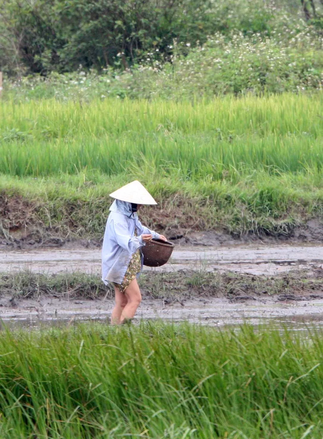 BACH MA NATIONAL PARK AND VICINIT VIET NAM (1).JPG